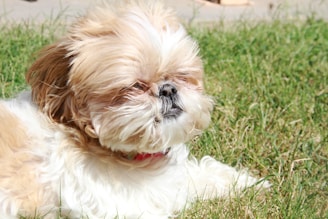 A fluffy shih tzu dog rests on green grass.