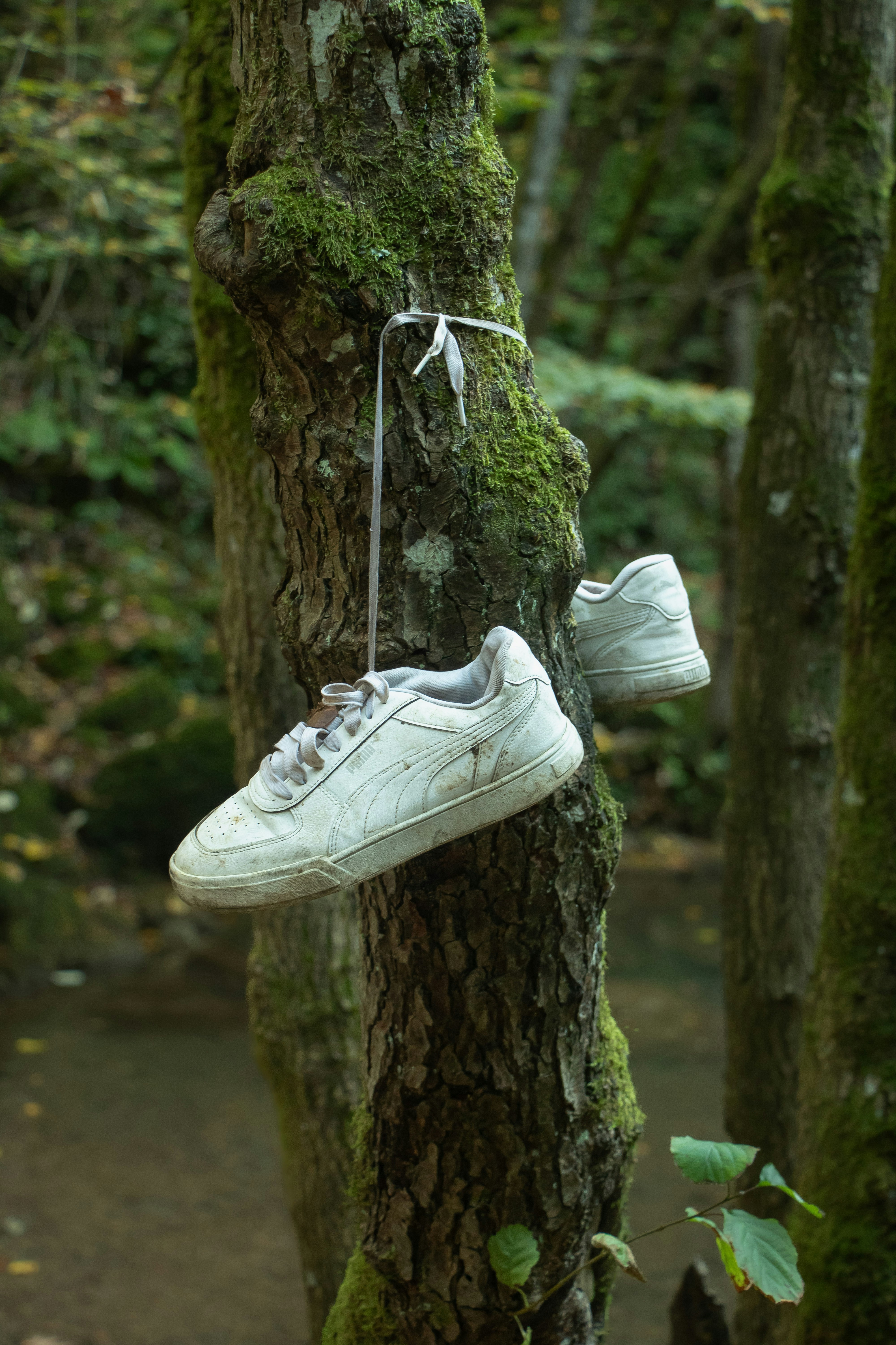 白いスニーカーが苔むした木の幹にぶら下がっている。
