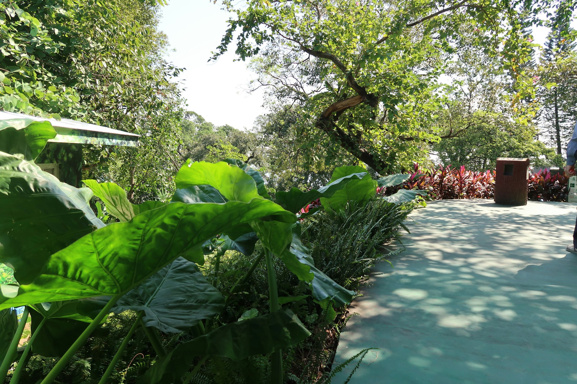 Lush green plants line a paved path in a park.