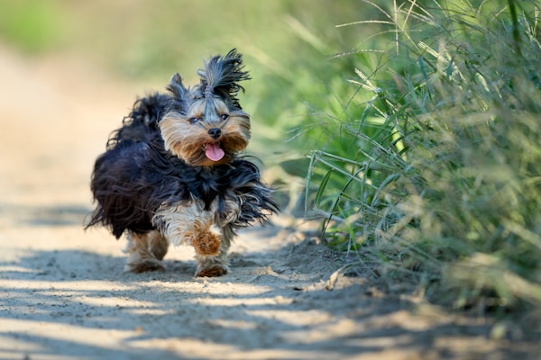 A small fluffy dog runs on a dirt path.
