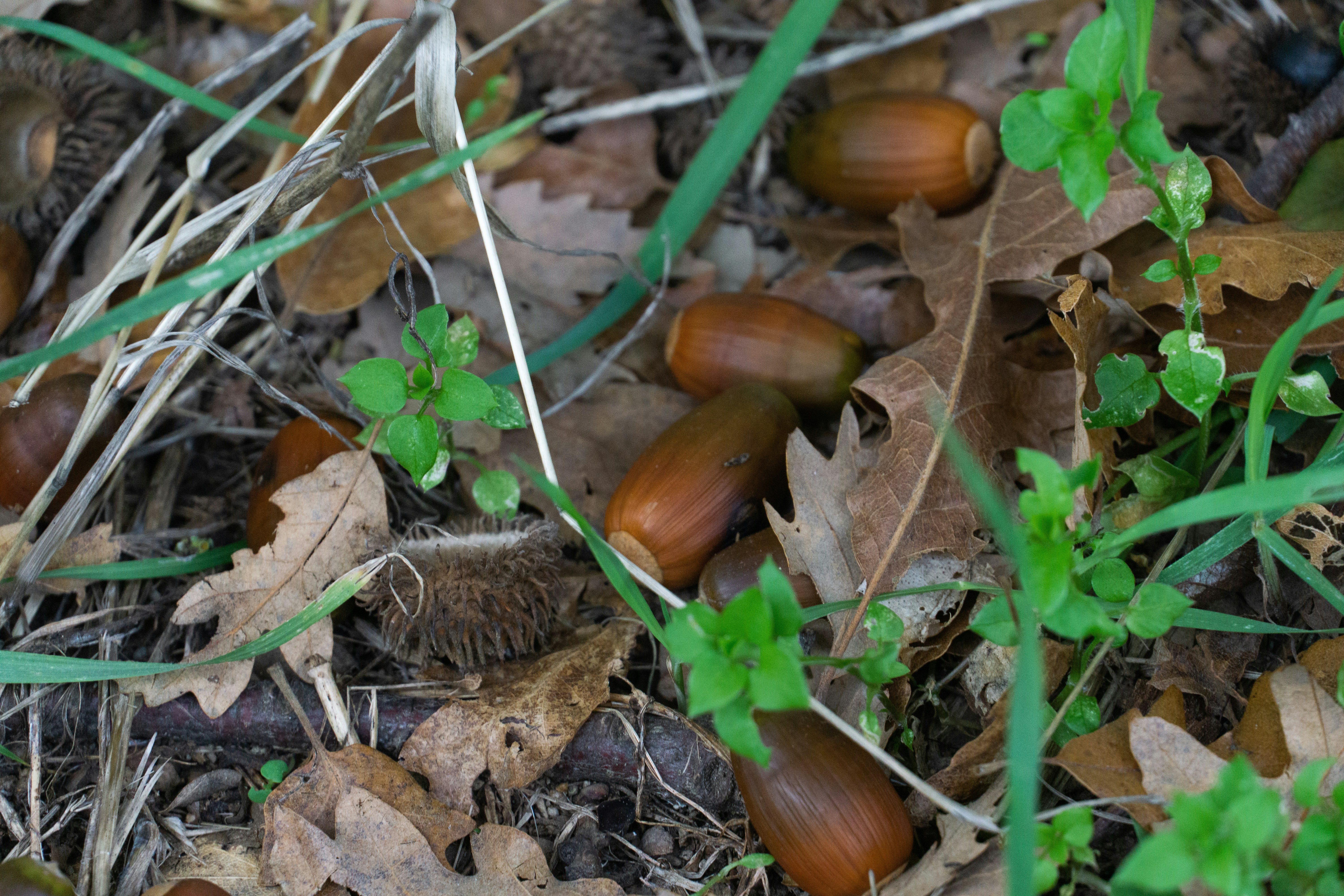 Acorns and leaves on the forest floor