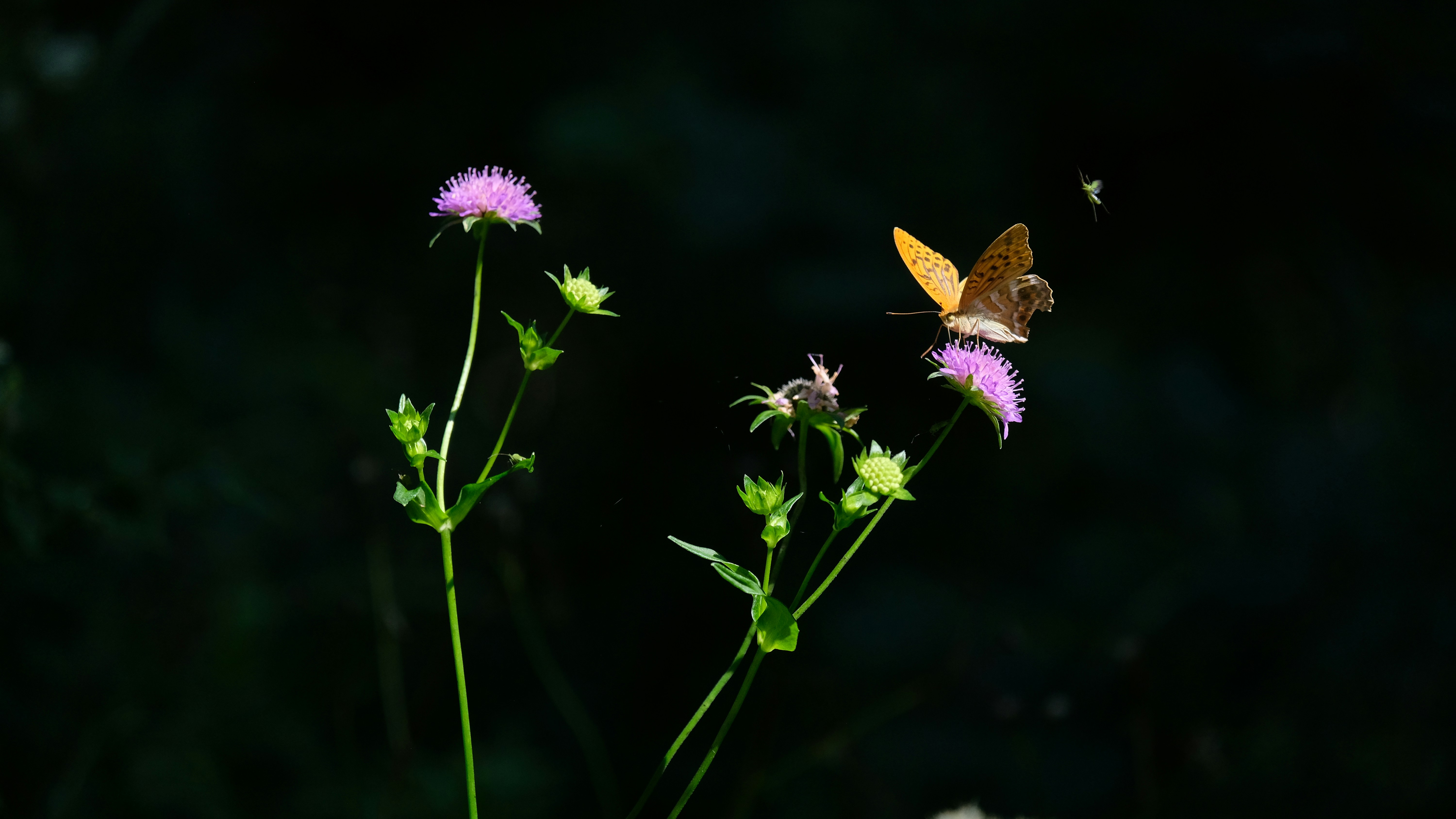 A butterfly rests on a pink flower.