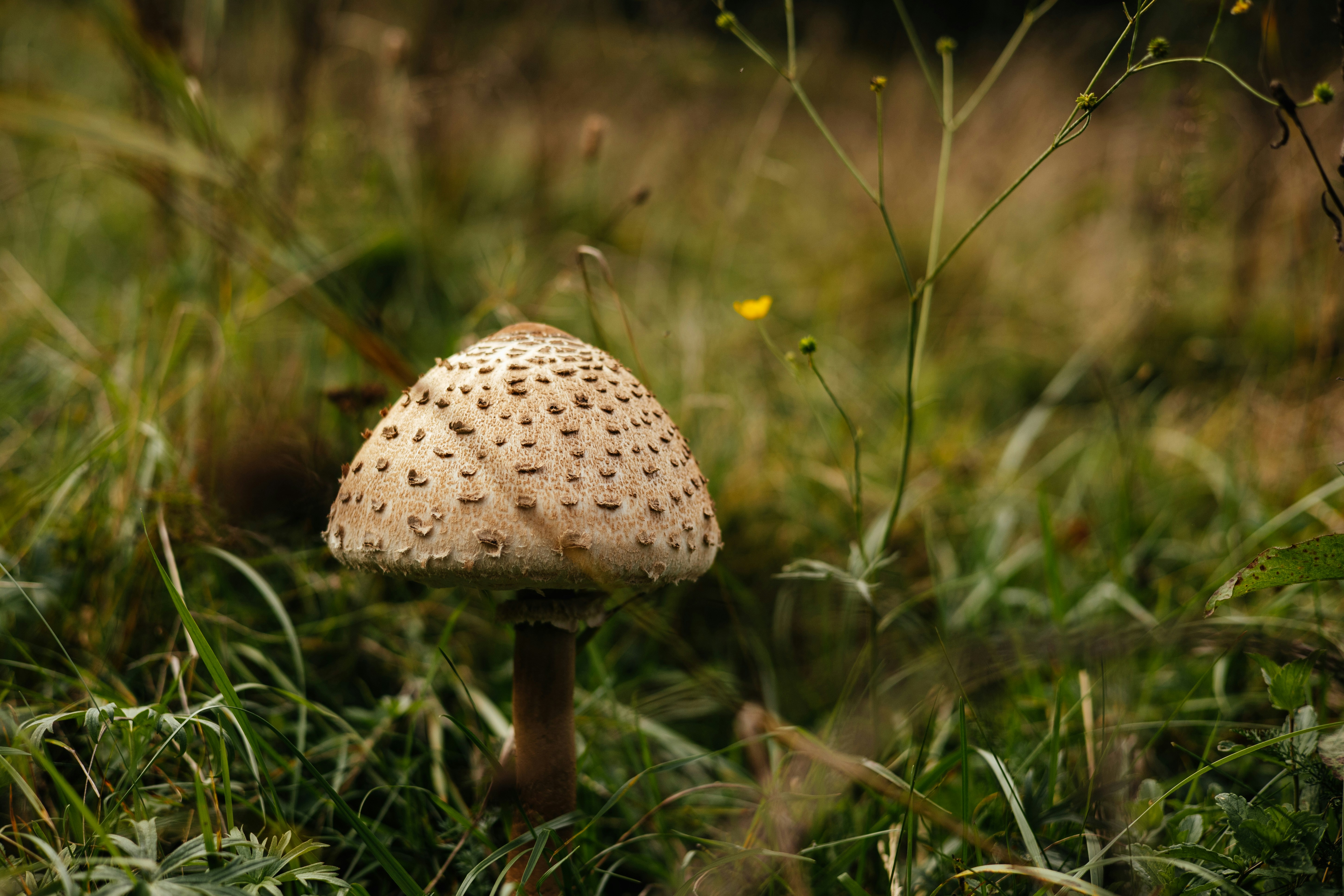 A single mushroom with a spotted cap in grass.