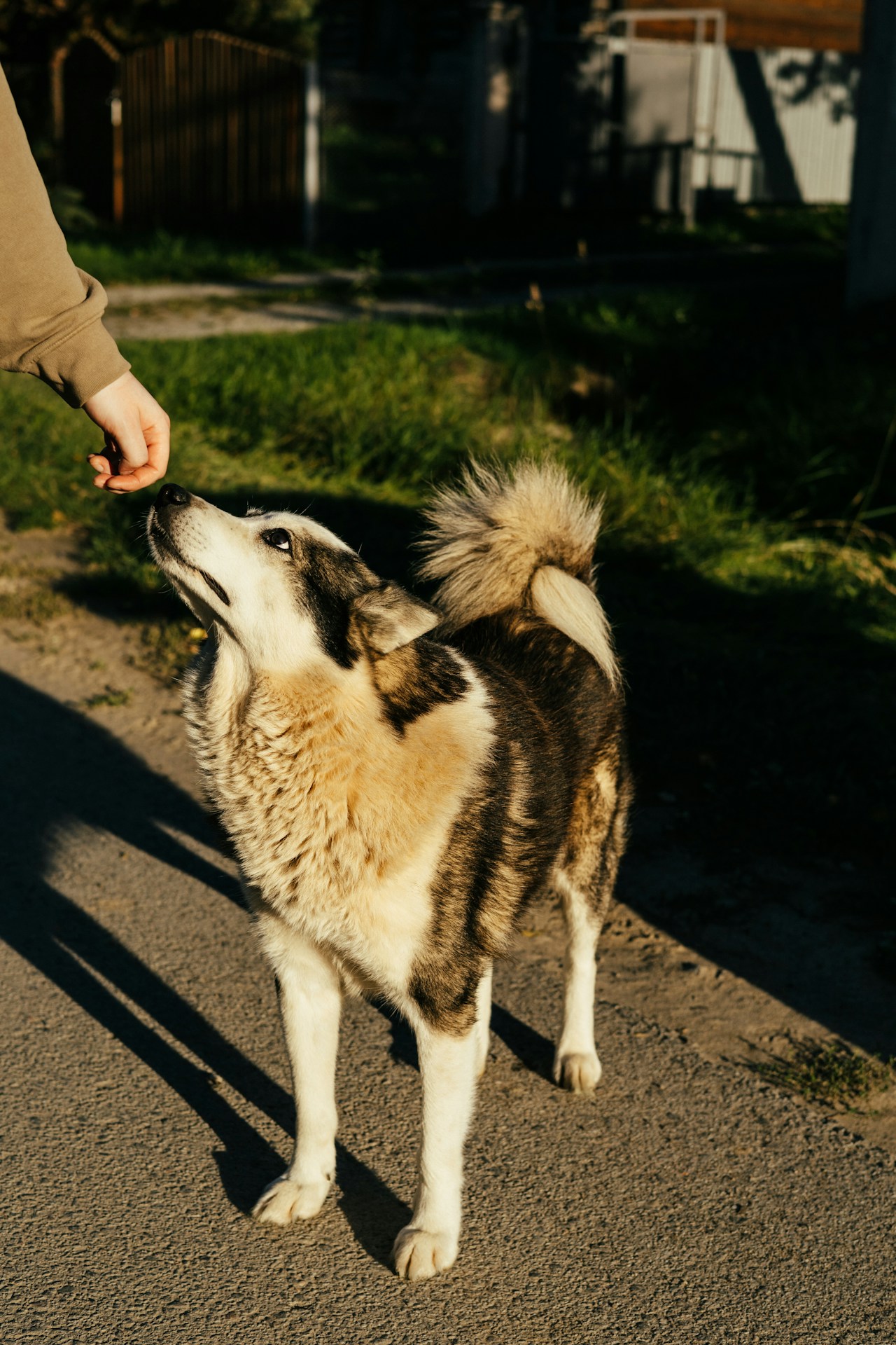 A person offers a treat to a dog
