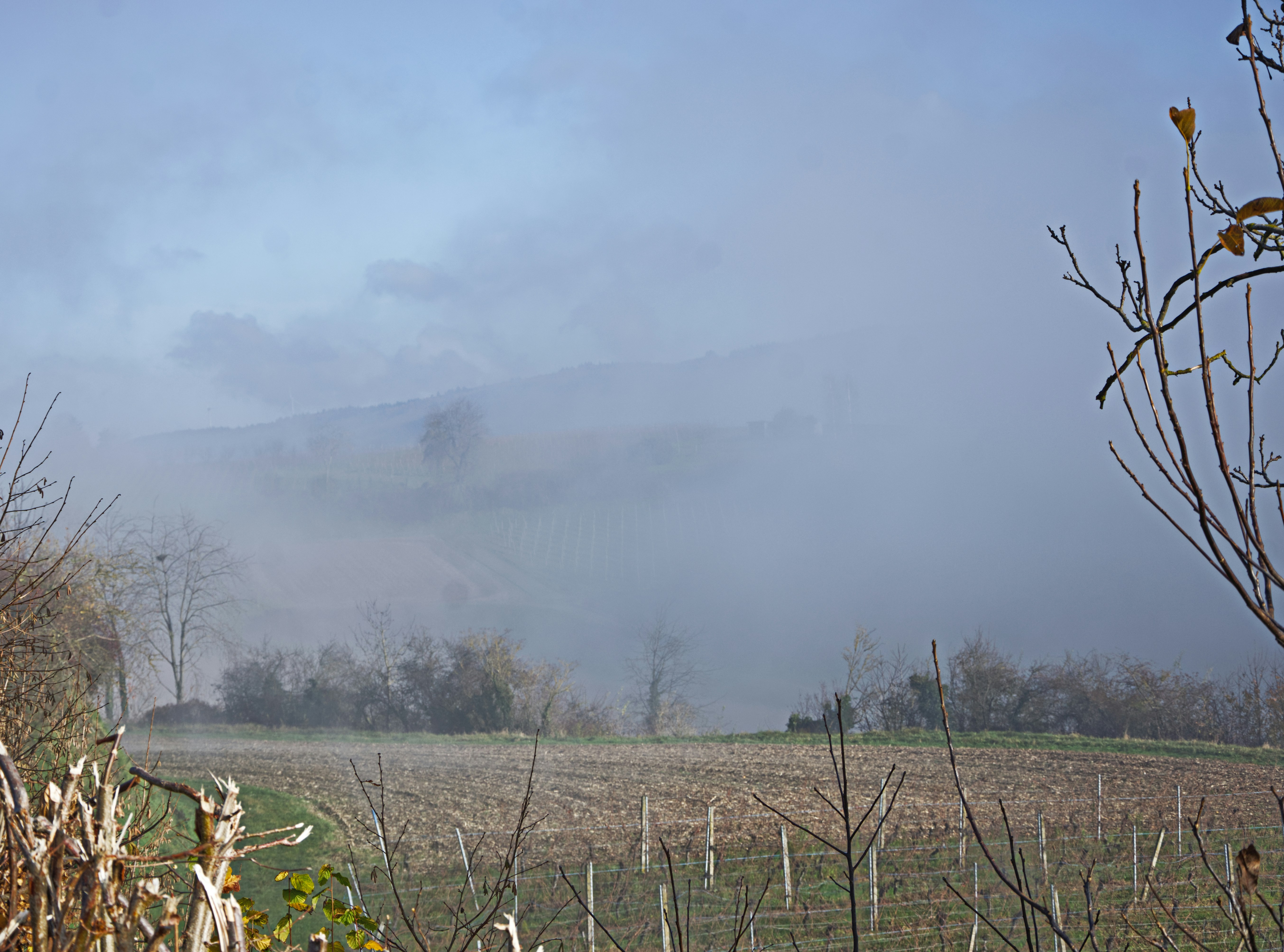 Collines et champs brumeux par un matin brumeux.