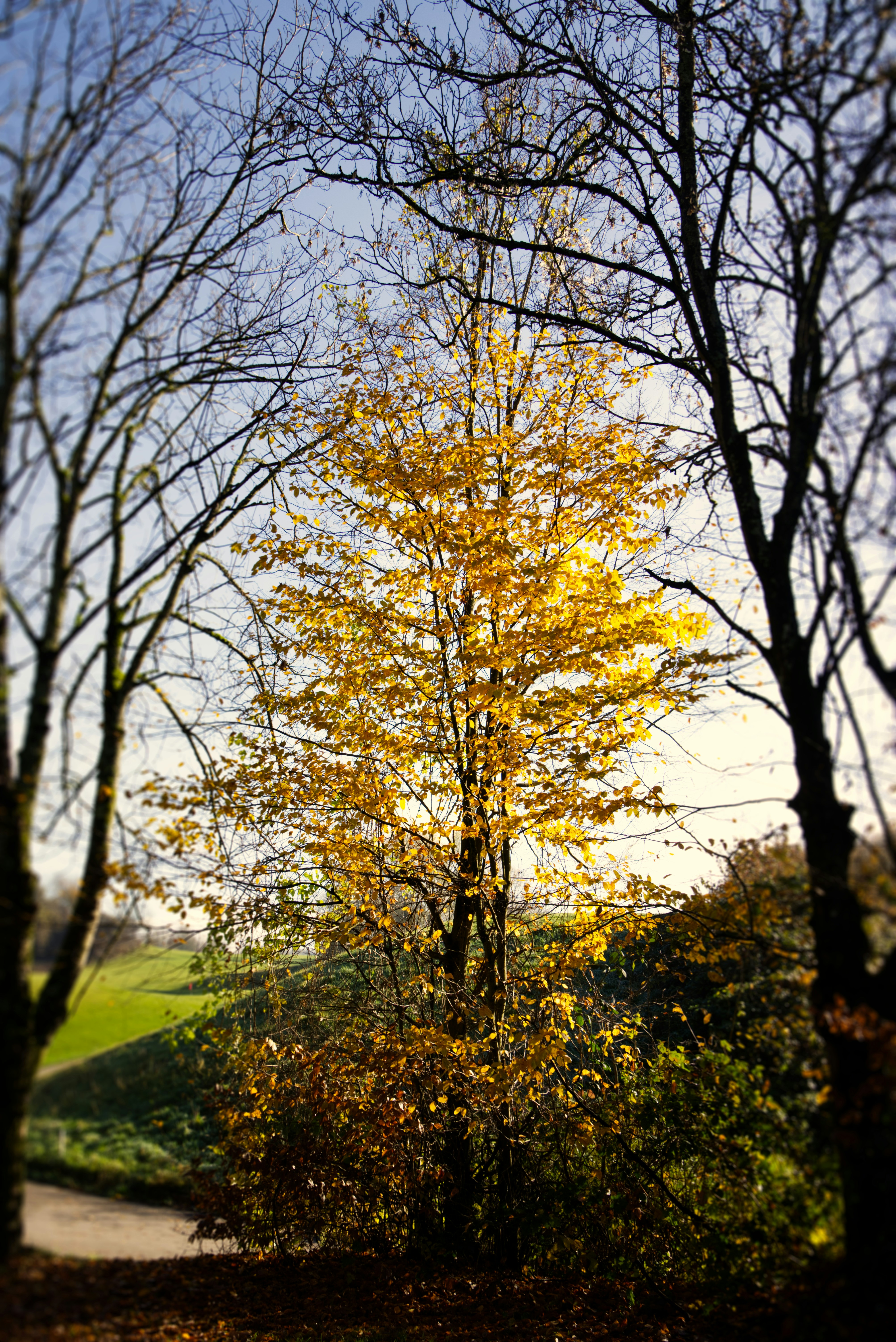 Arbre d’automne doré aux branches nues dans le parc