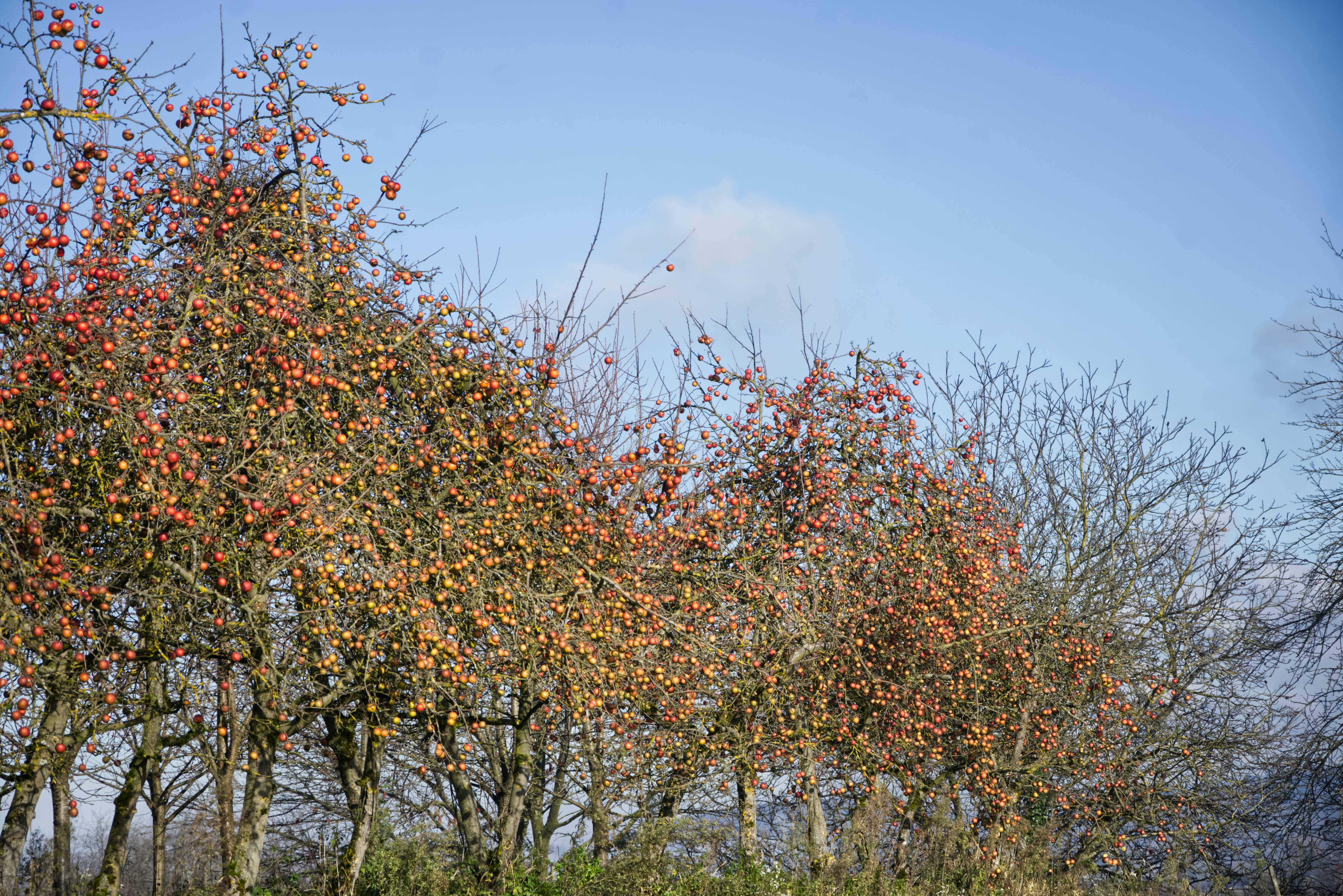 Pommiers chargés de fruits sous un ciel bleu