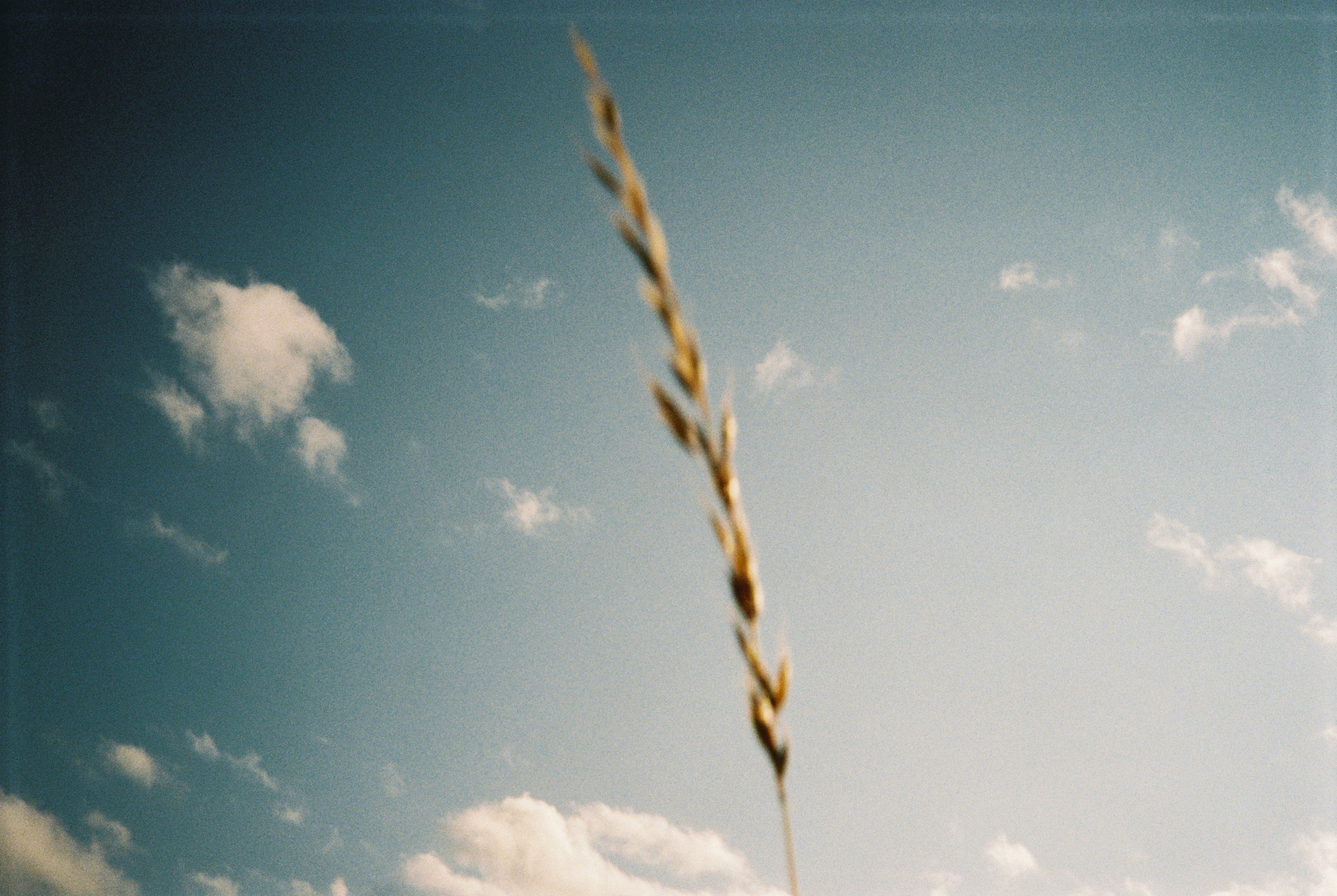 A single stalk of grass against a blue sky.