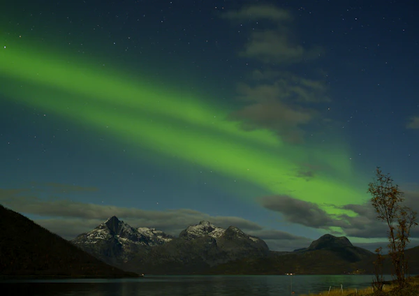 Band of green aurora over a fjord at Kvaløya near Tromsø, with a bare autumn tree in the foreground and the season's first snow on the peaks