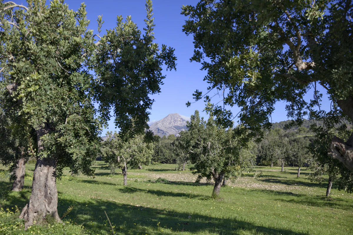 Agricultural Land, Mouttagiaka