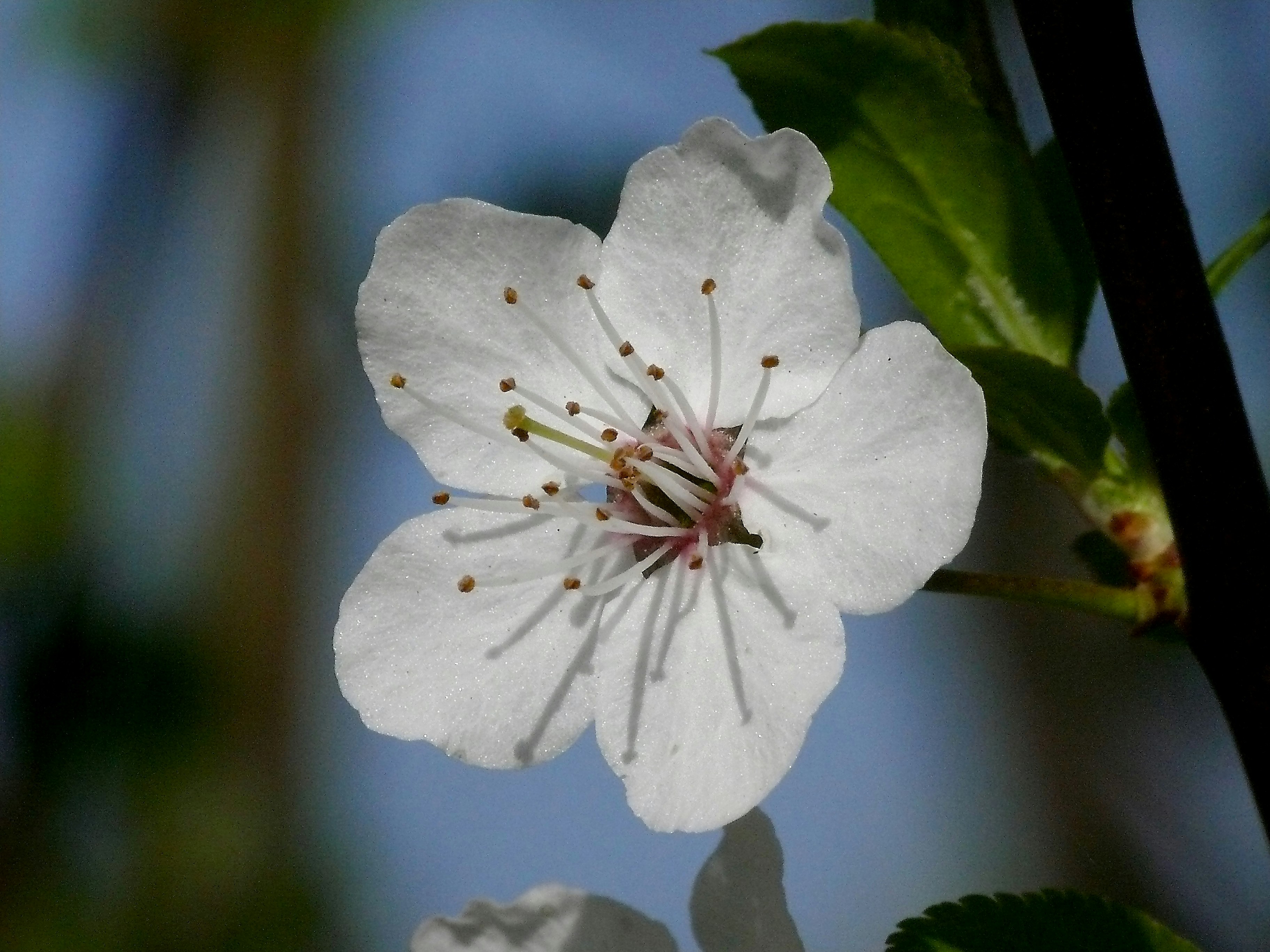 Photo by nikodemus777