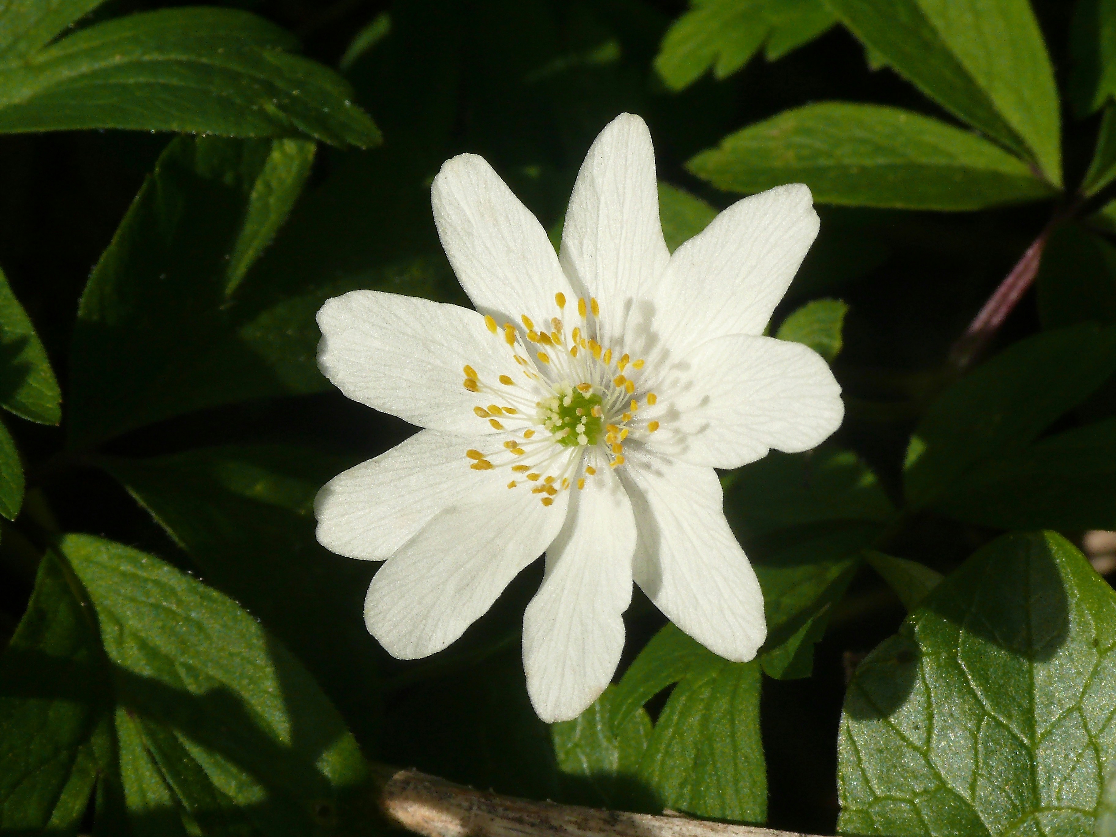 Photo by nikodemus777