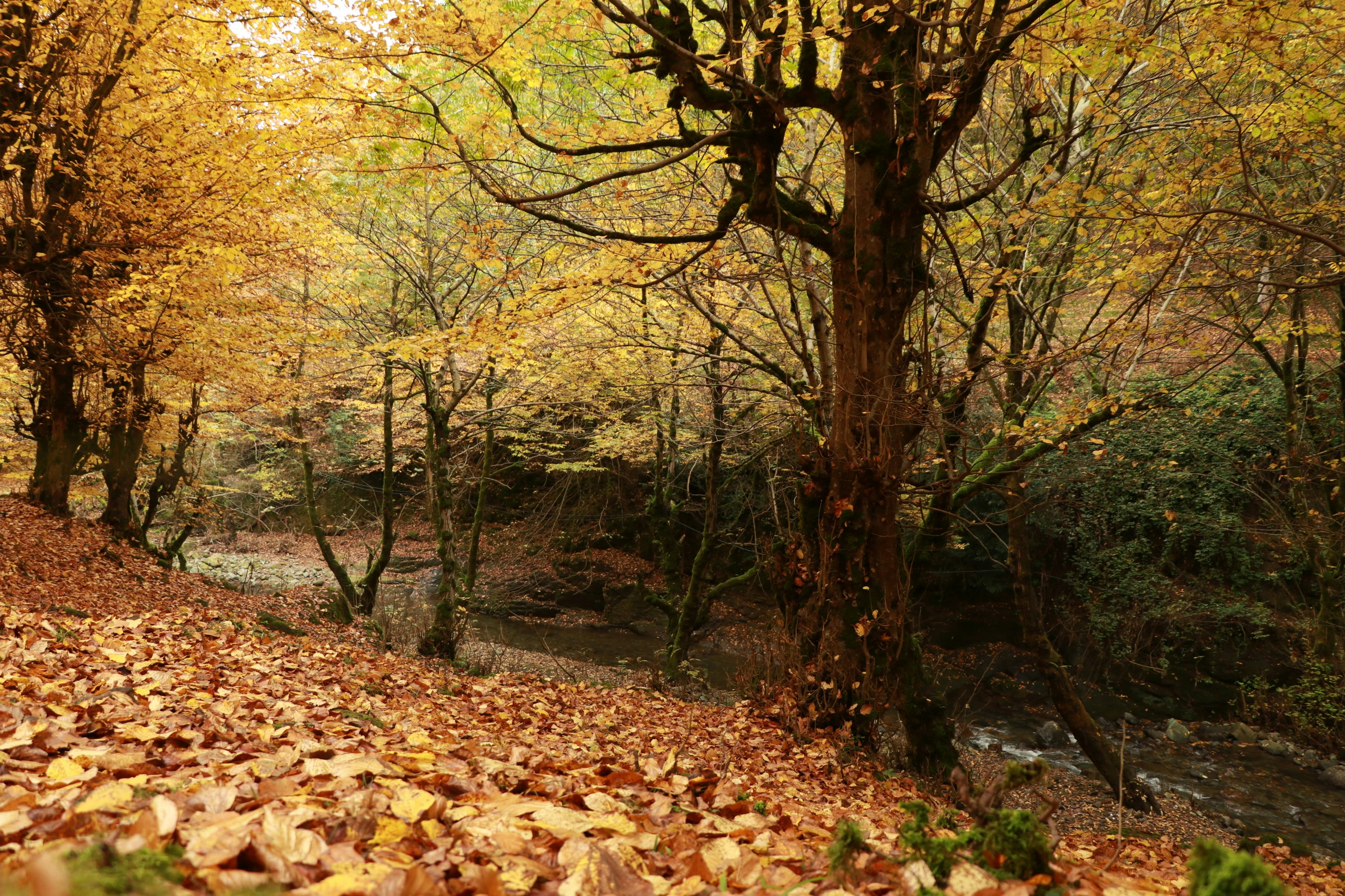 Autumn forest with fallen leaves and trees.
