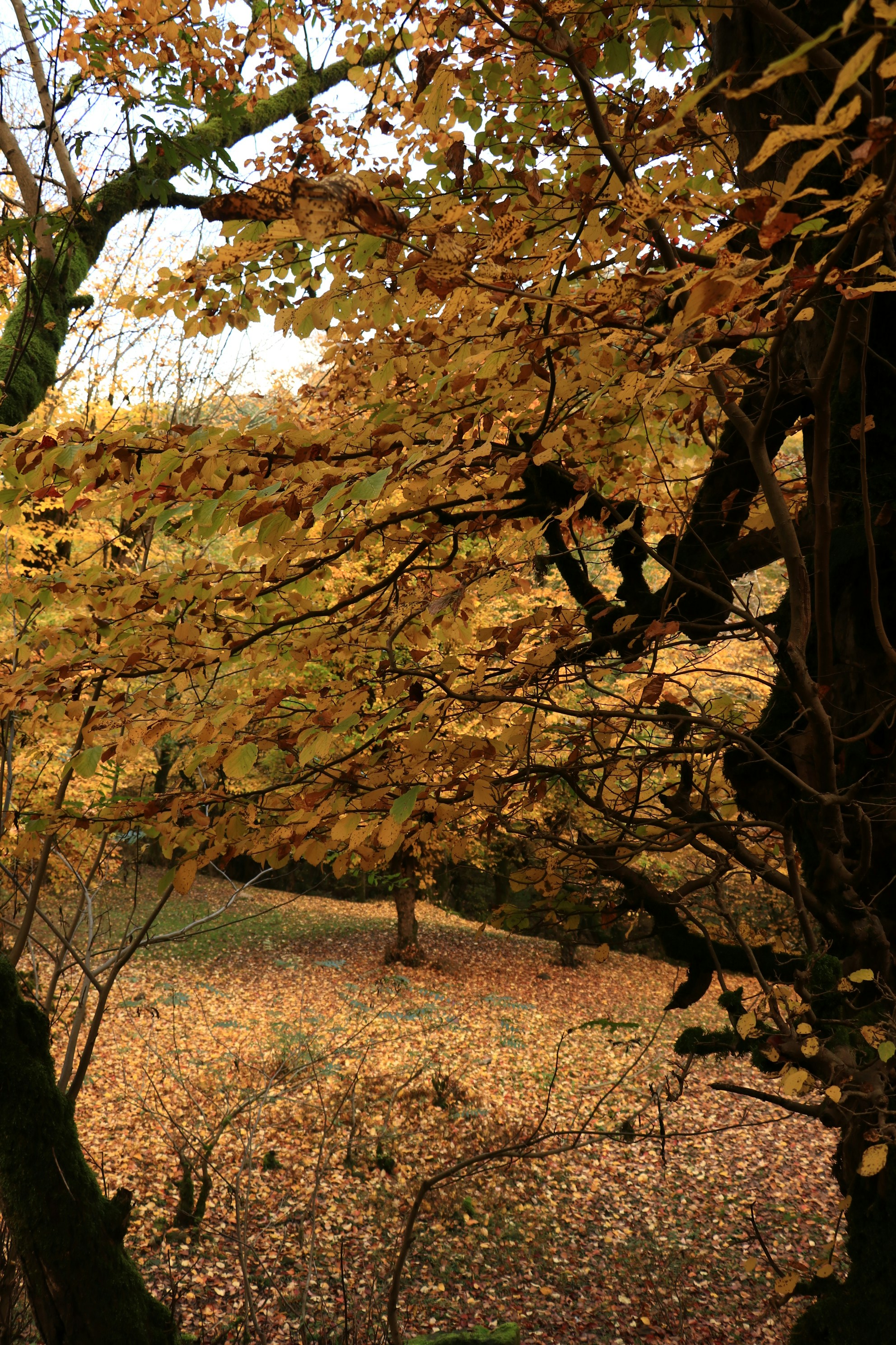 Autumn trees with golden leaves covering the ground.