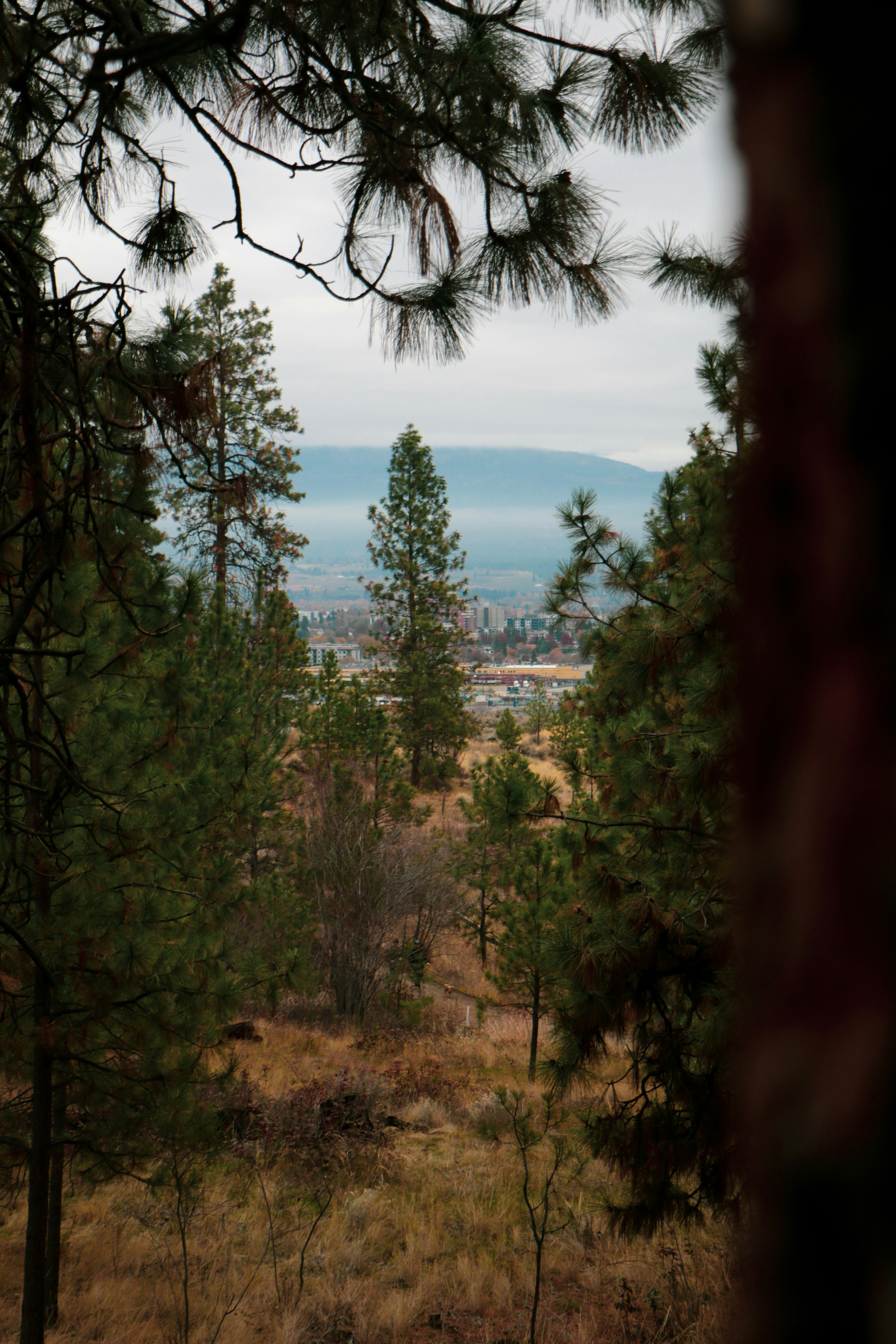 View of a town through pine trees