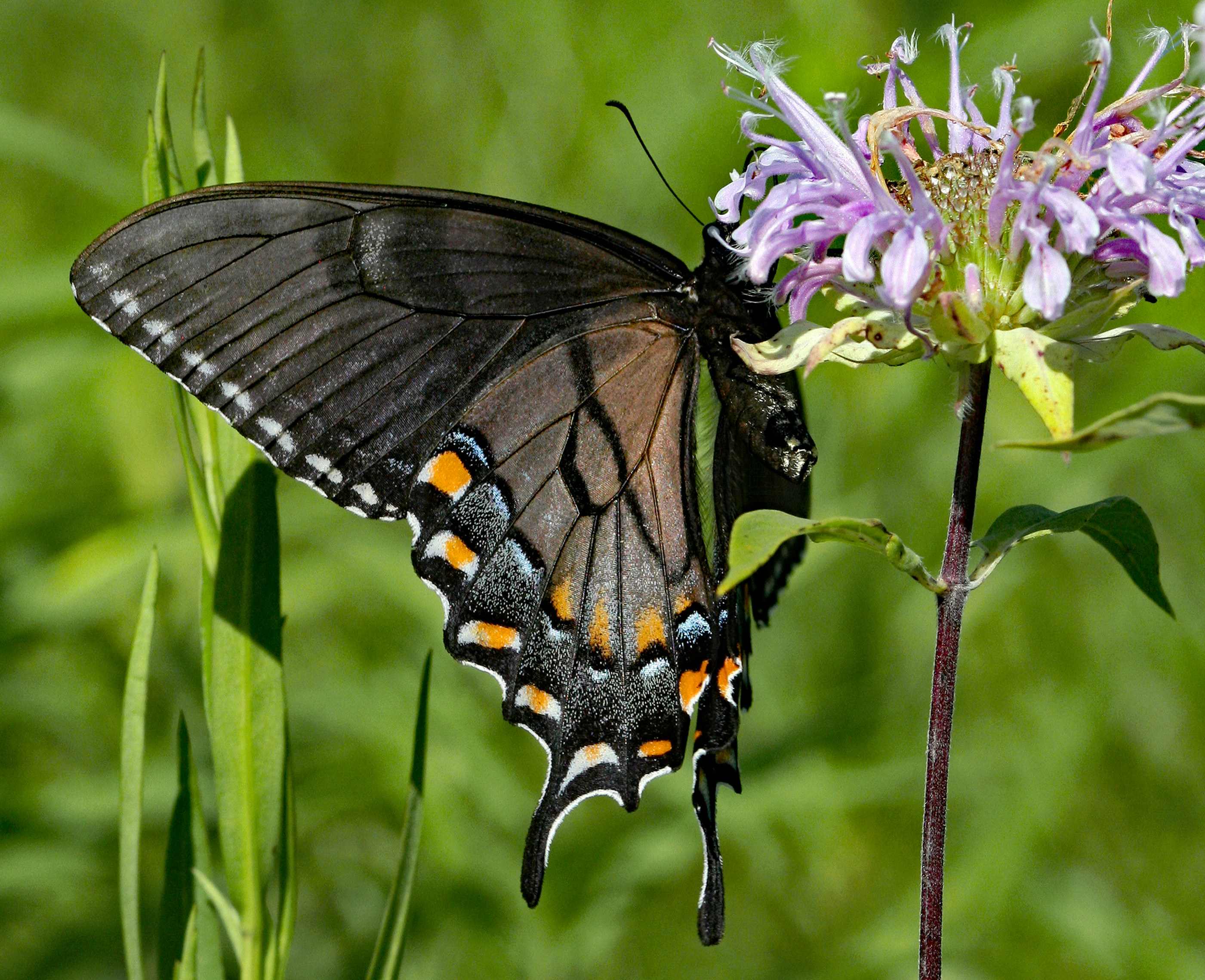 Photo by telliottmbamsc