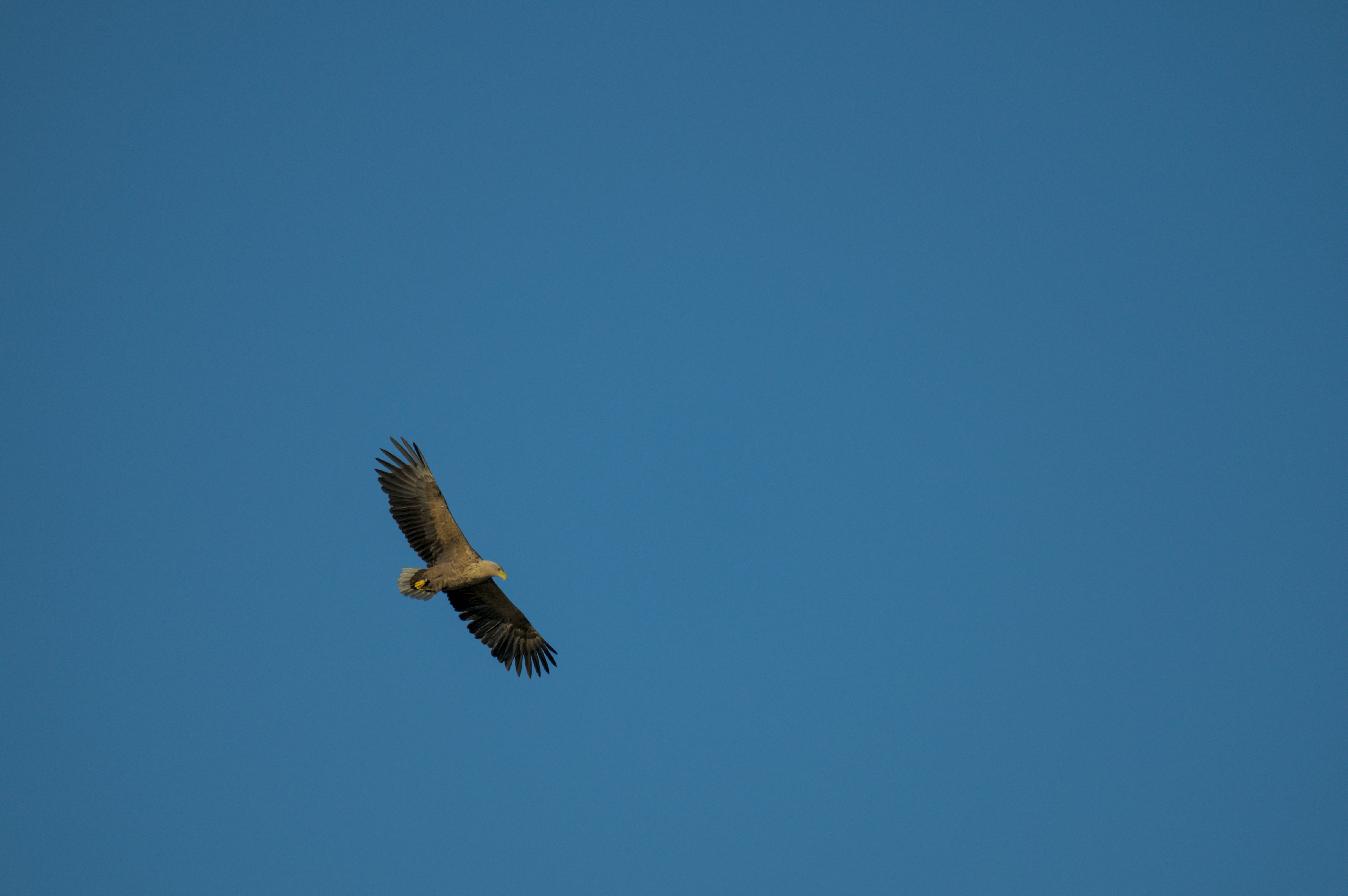 Photo by valentin_karisch