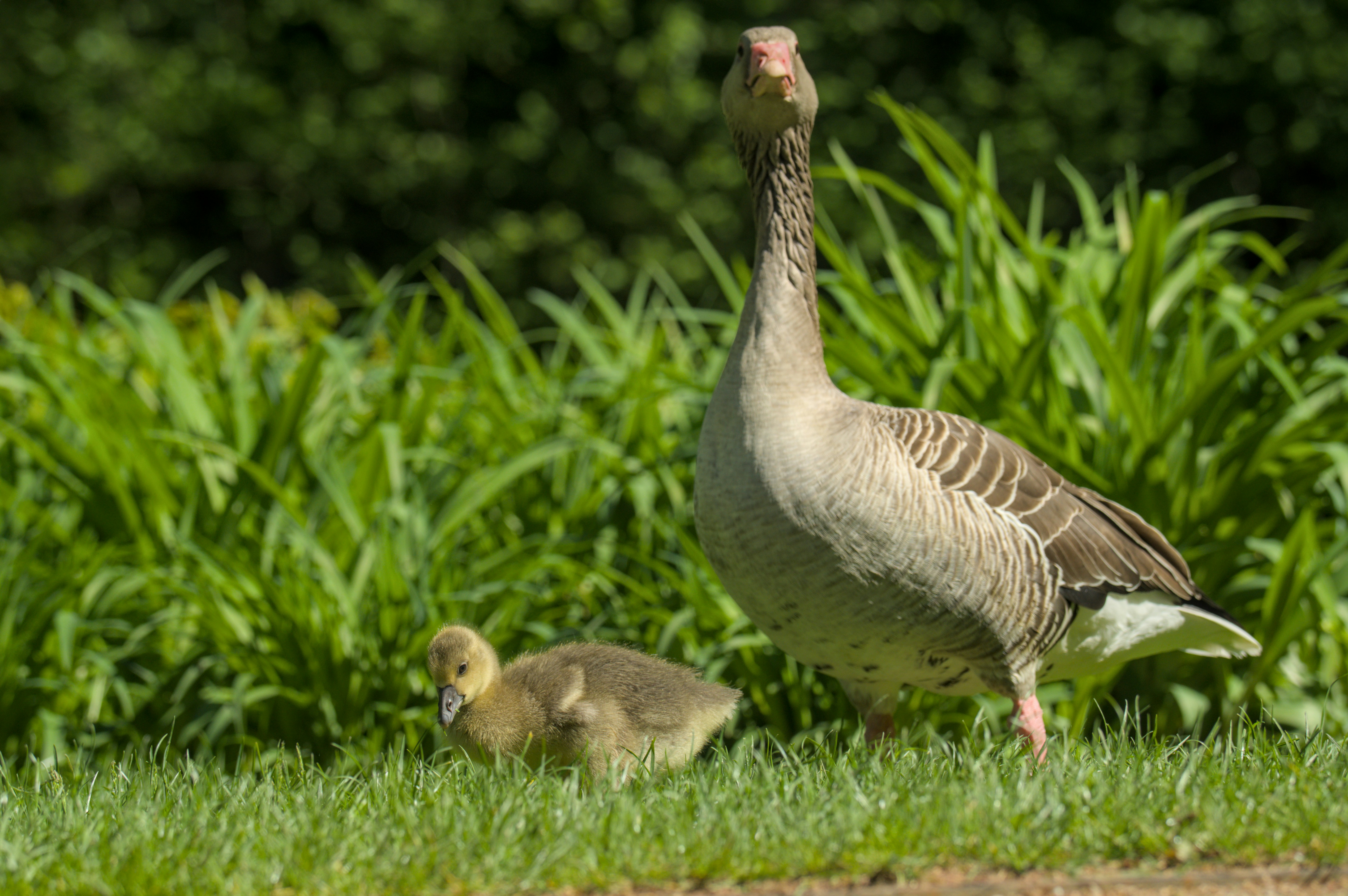 Ребенок не говорит звук К (каппацизм): как помочь в домашних условиях? — Ребенок играет с игрушечным гусем, тренируя звуки.