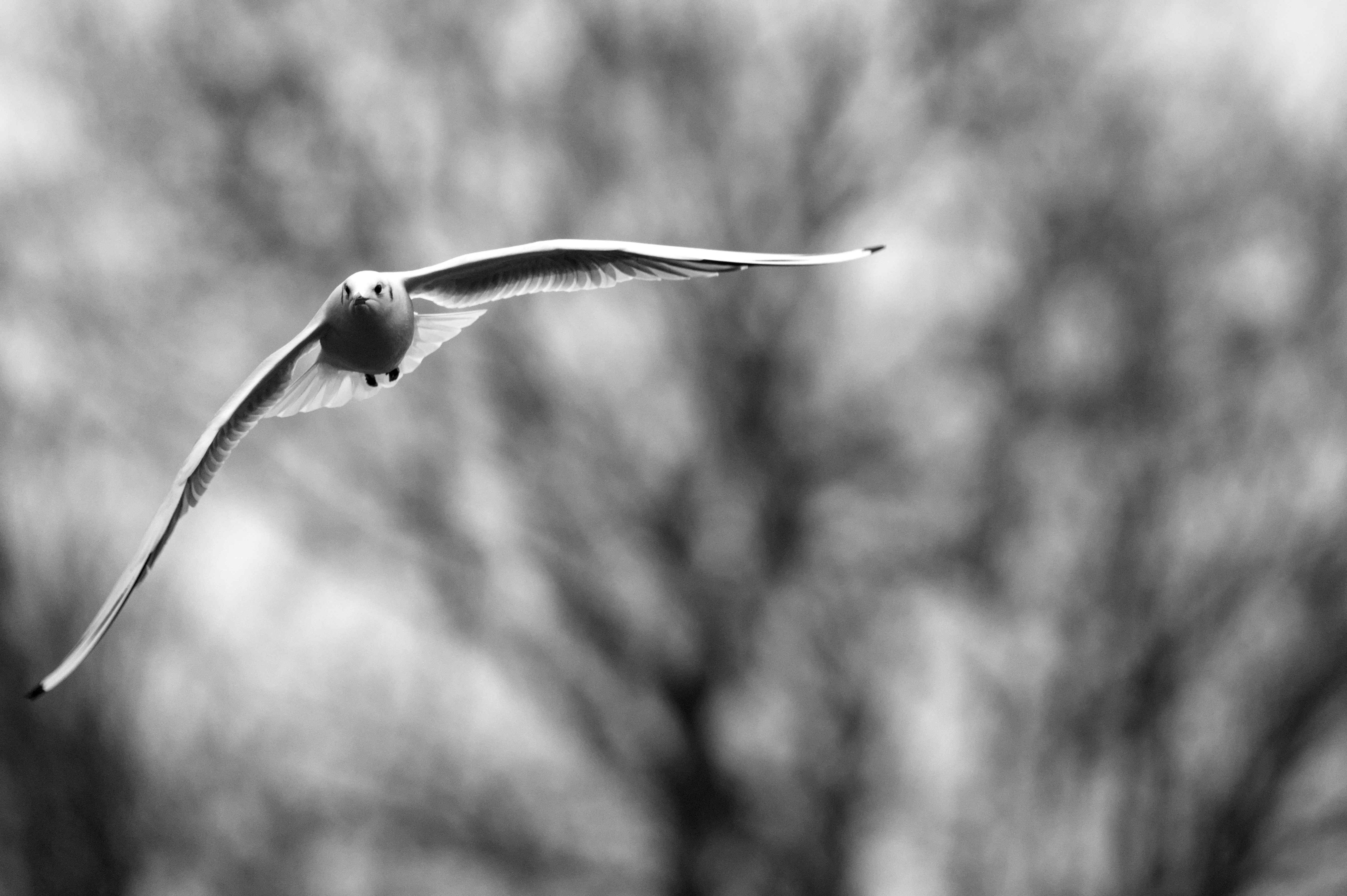 Photo by valentin_karisch