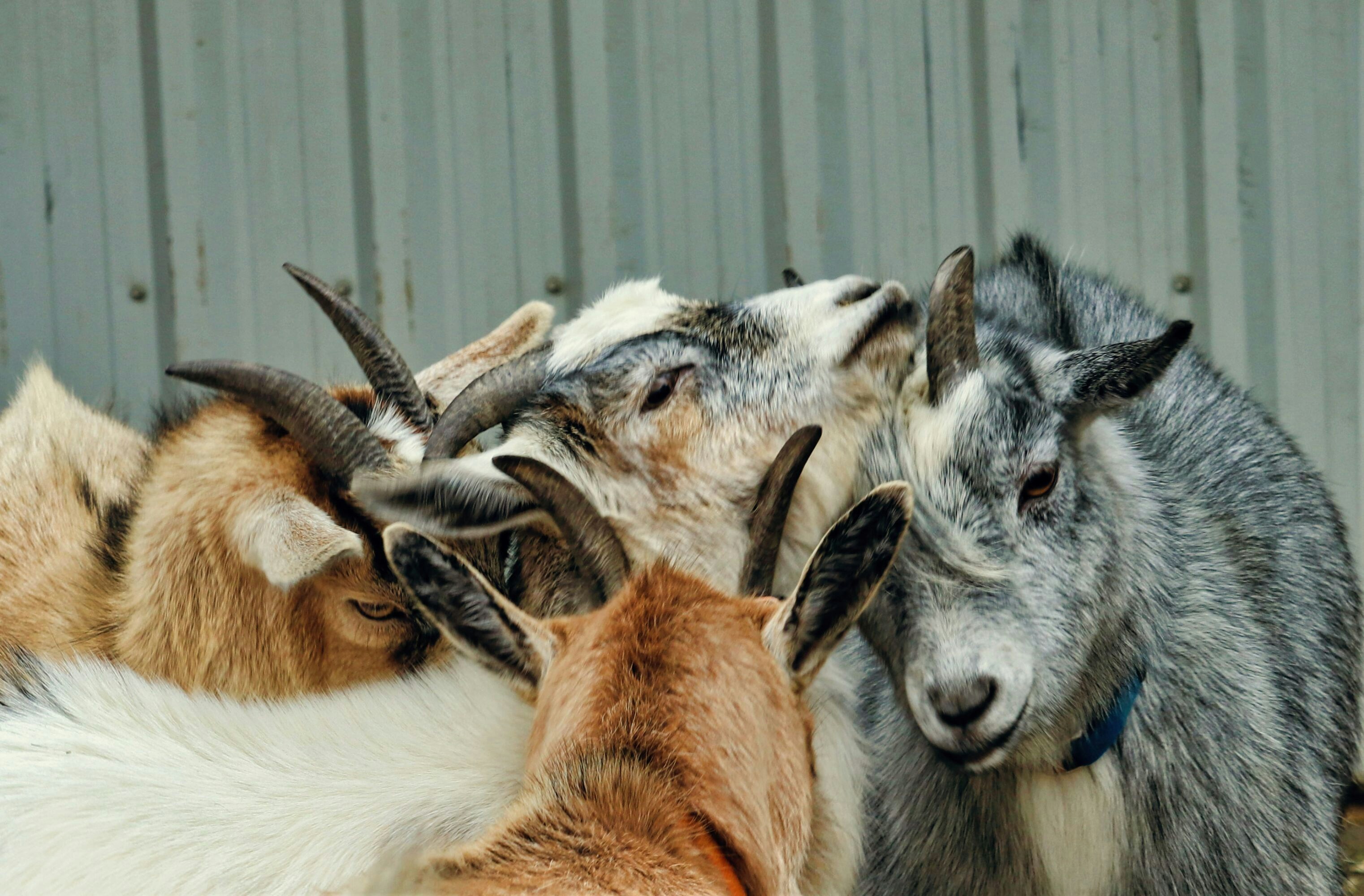 A group of goats huddle together closely.