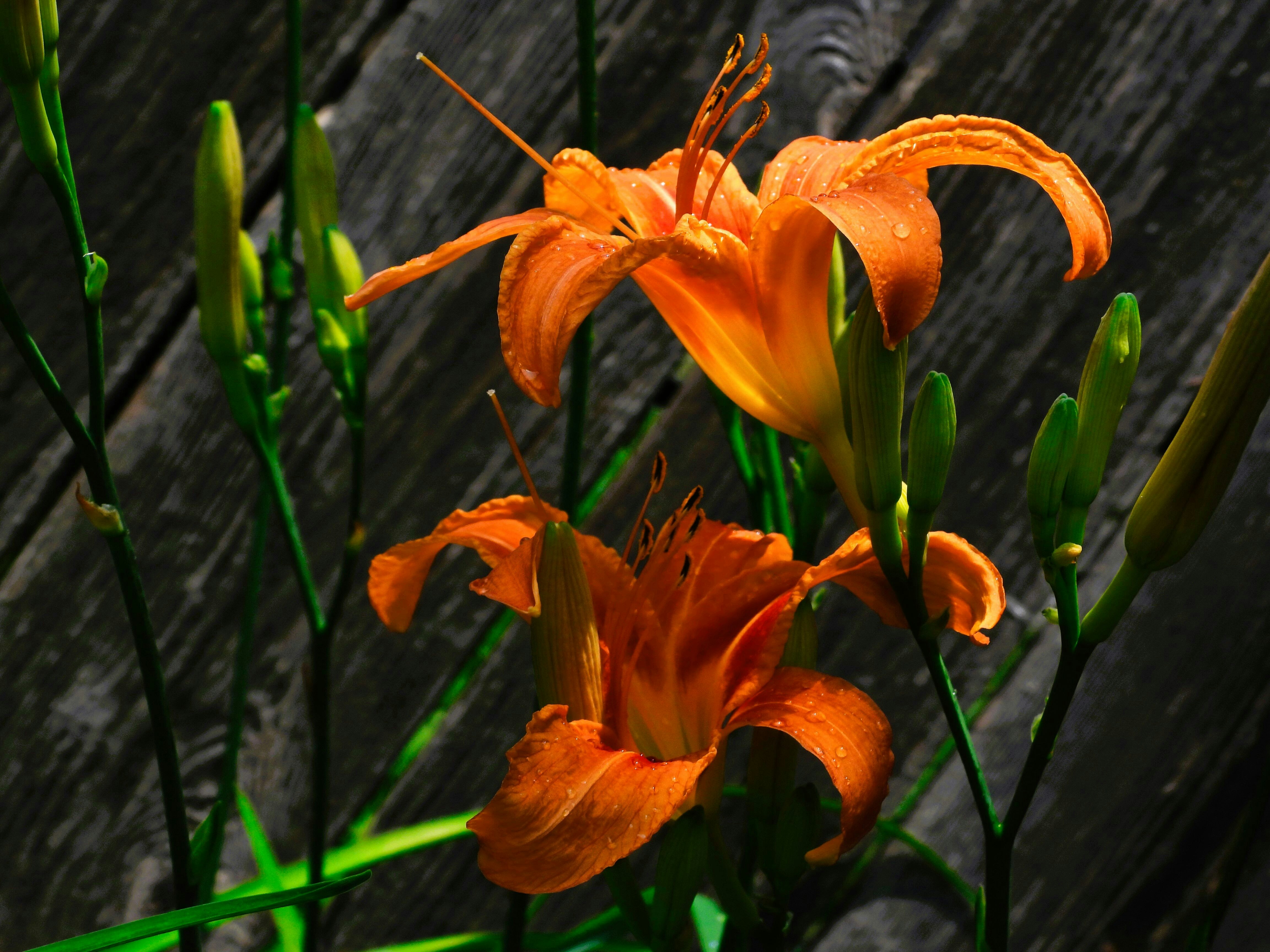 Two vibrant orange lilies bloom against a weathered wooden fence.