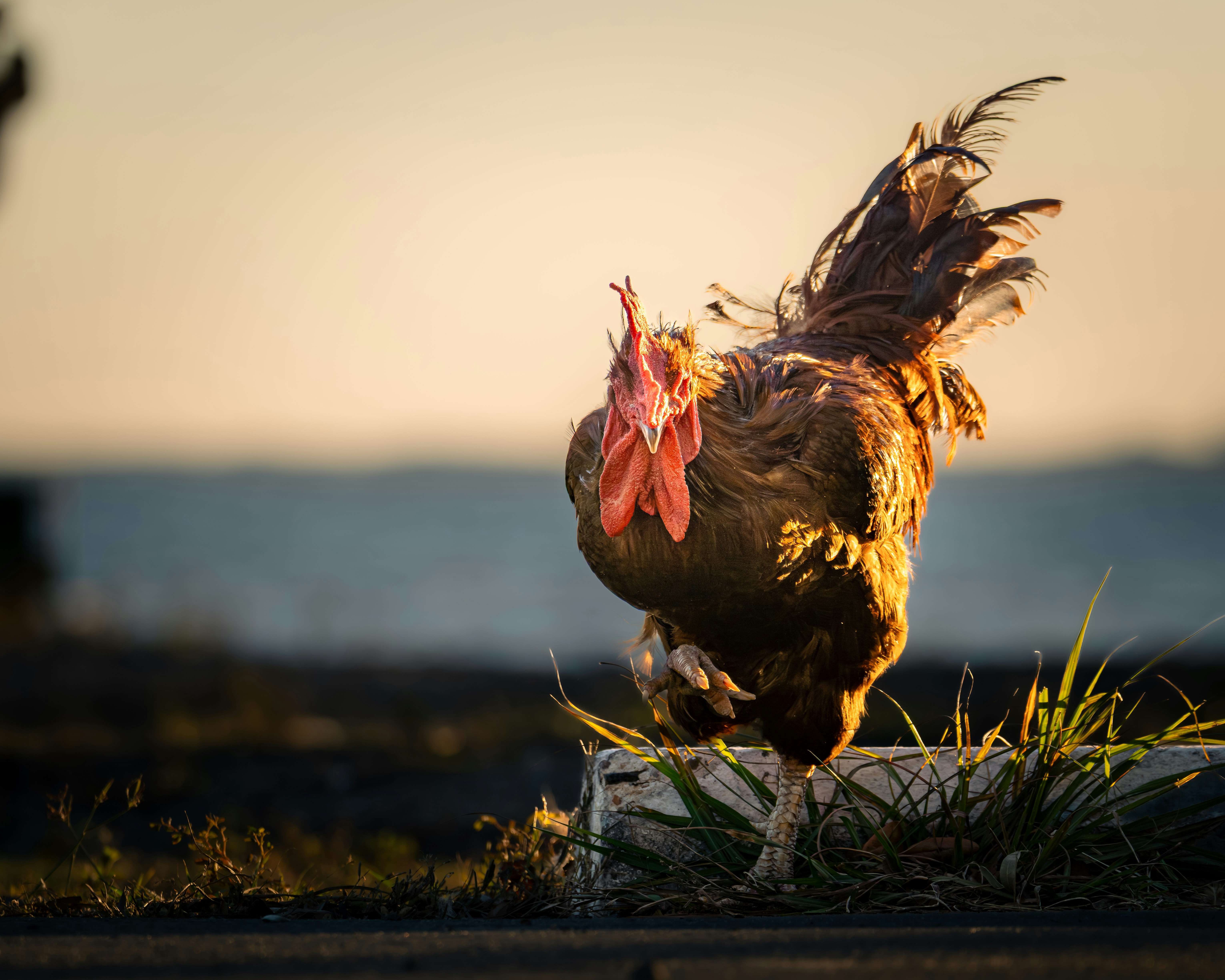 A rooster stands in the warm sunlight by the water.