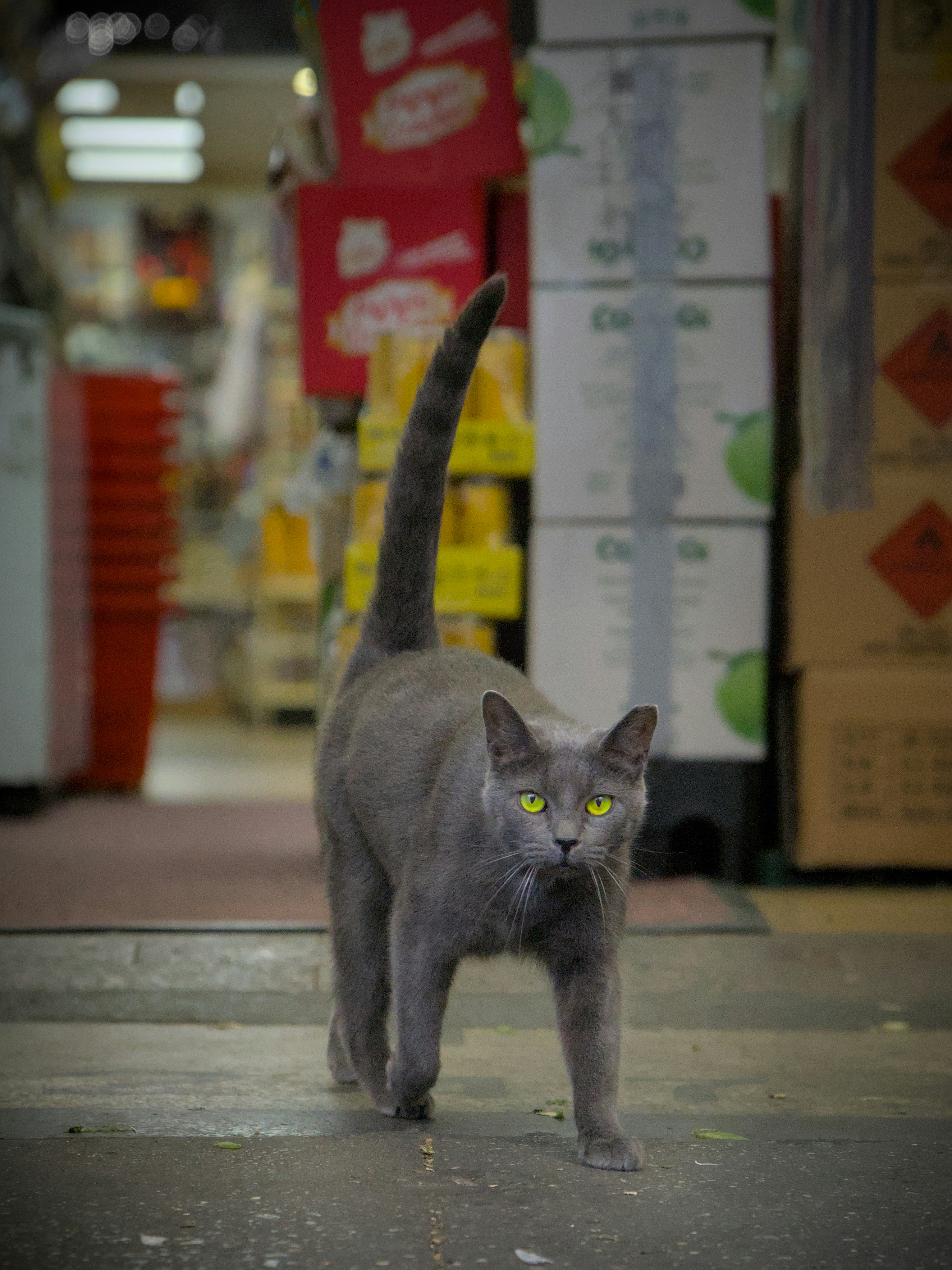 A gray cat with bright green eyes walks forward.