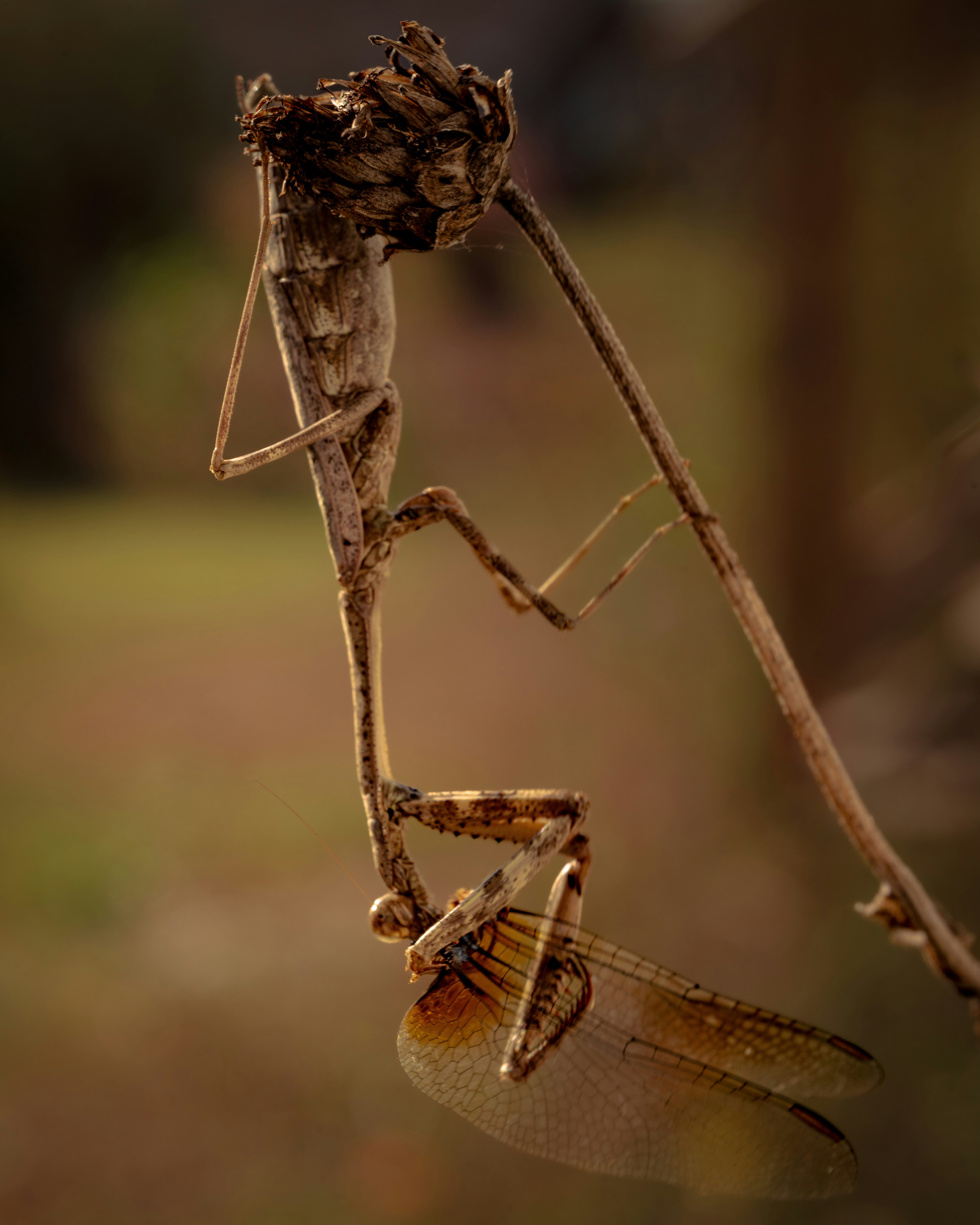 A praying mantis clings to a dry plant stem.