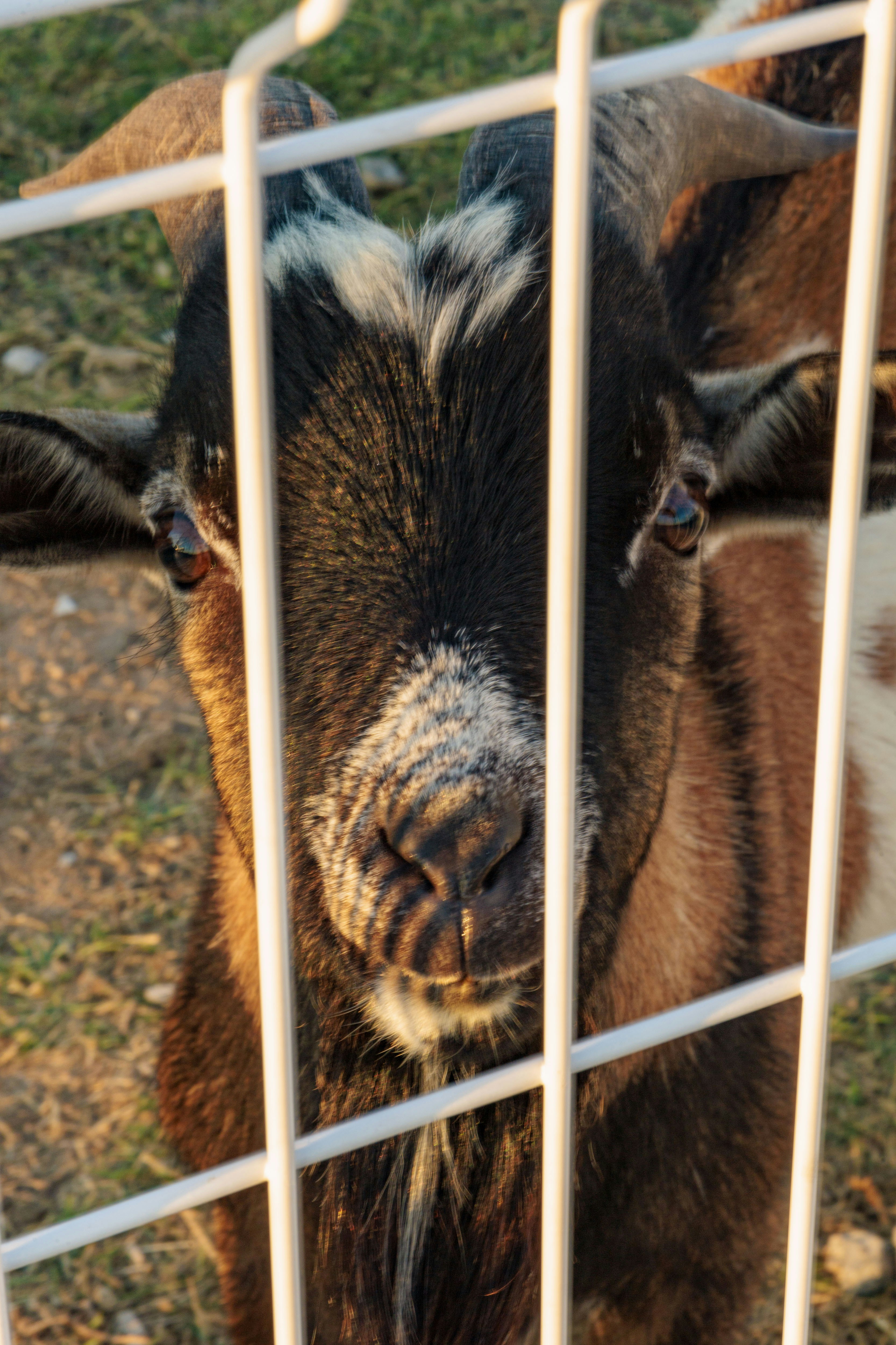 A curious goat peeks through a white fence.