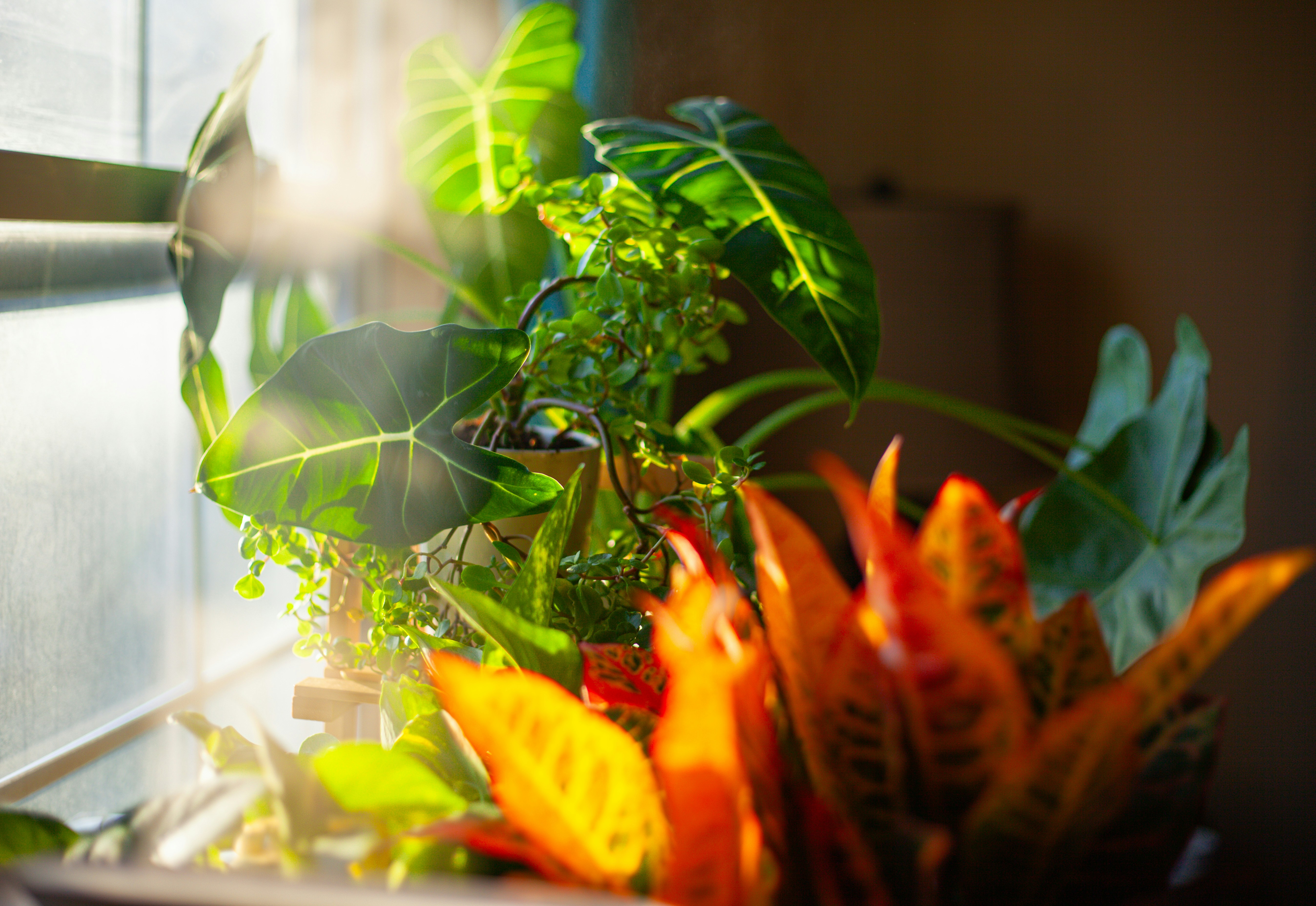 Alocasia Polly