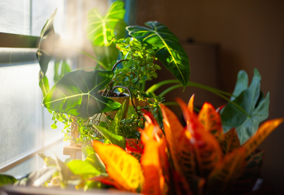 Astuce de regroupement de plantes : plus d’humidité sans humidificateur