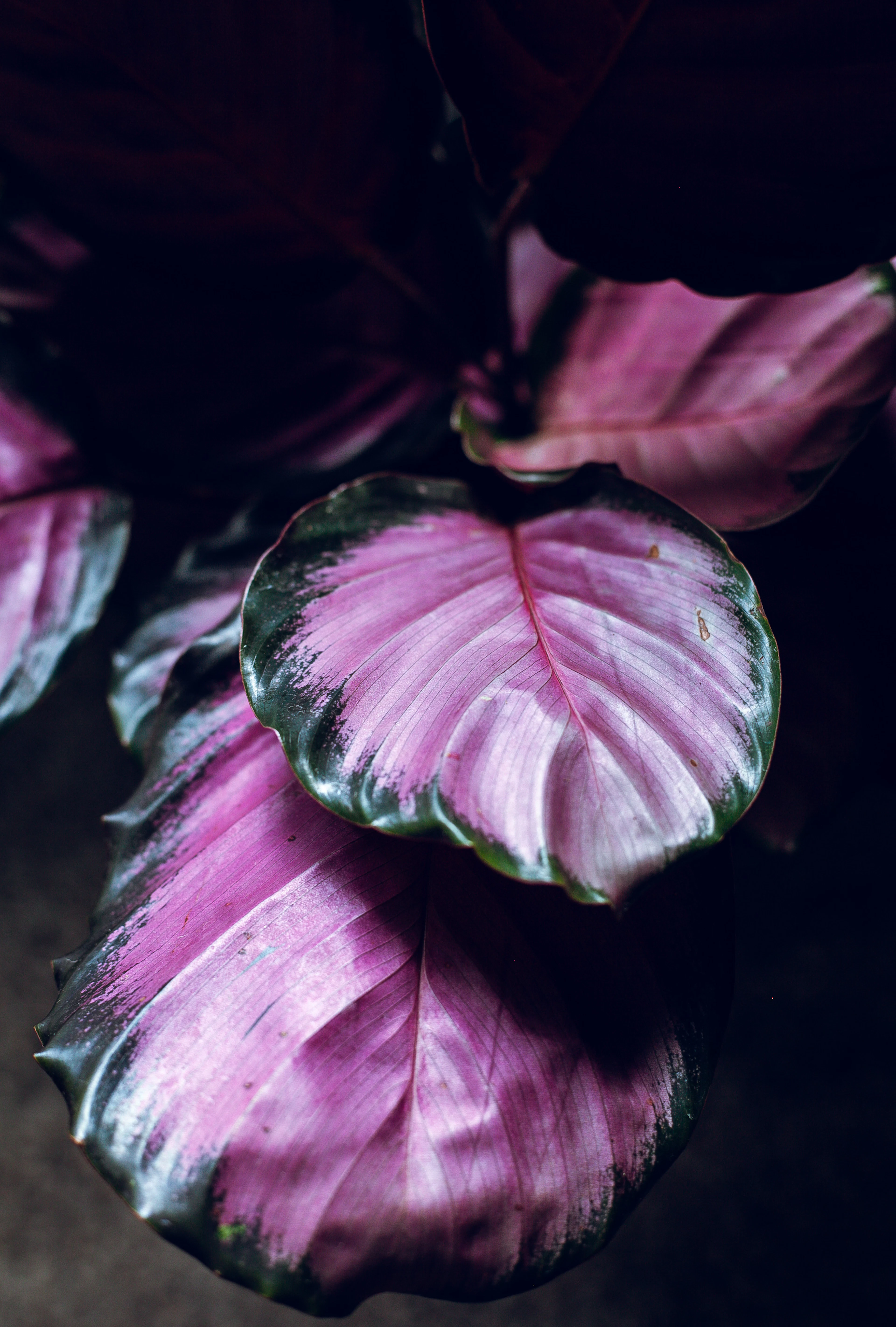 Pink and green patterned calathea leaves
