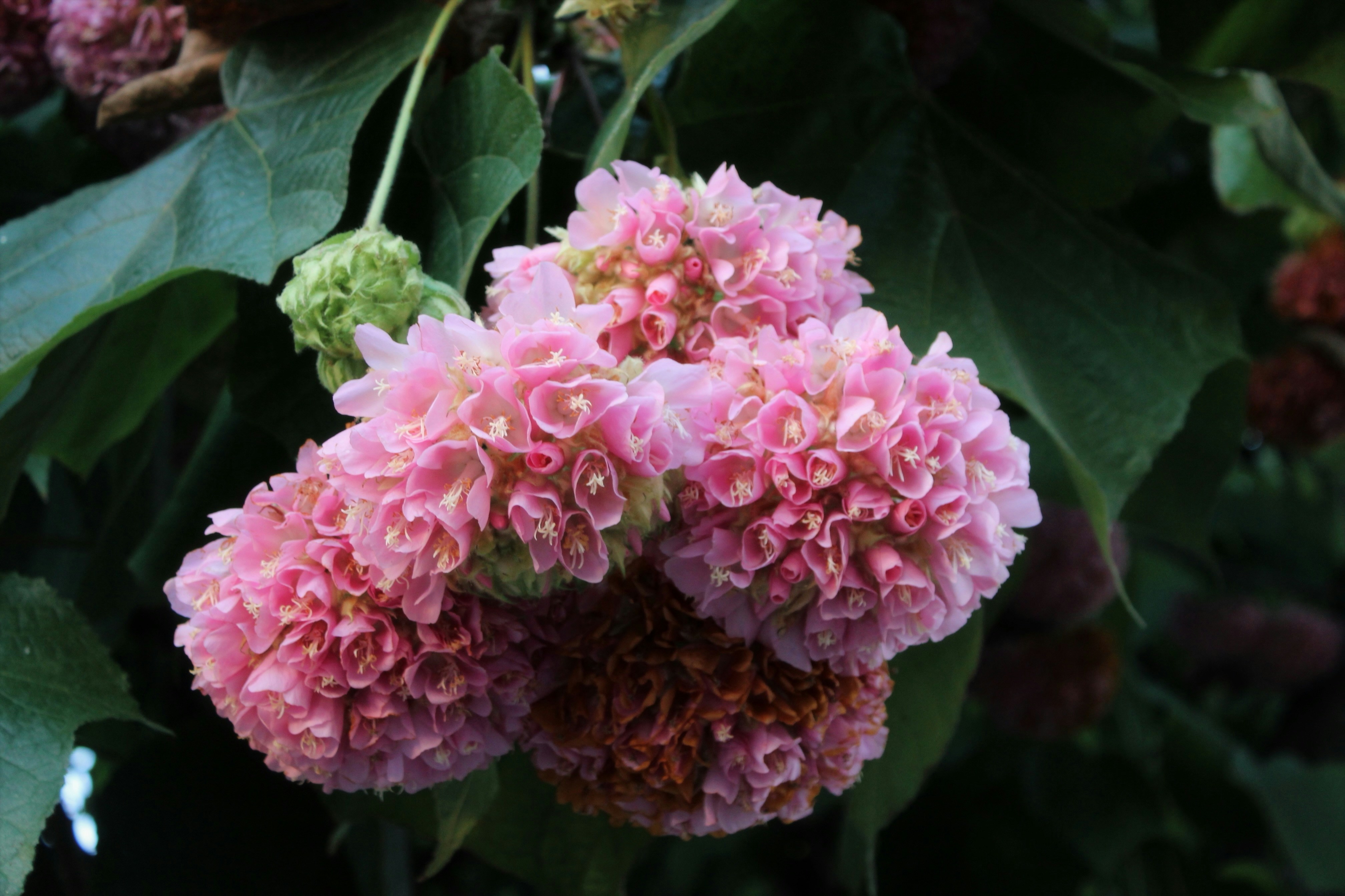 Photo by bellarussomanno