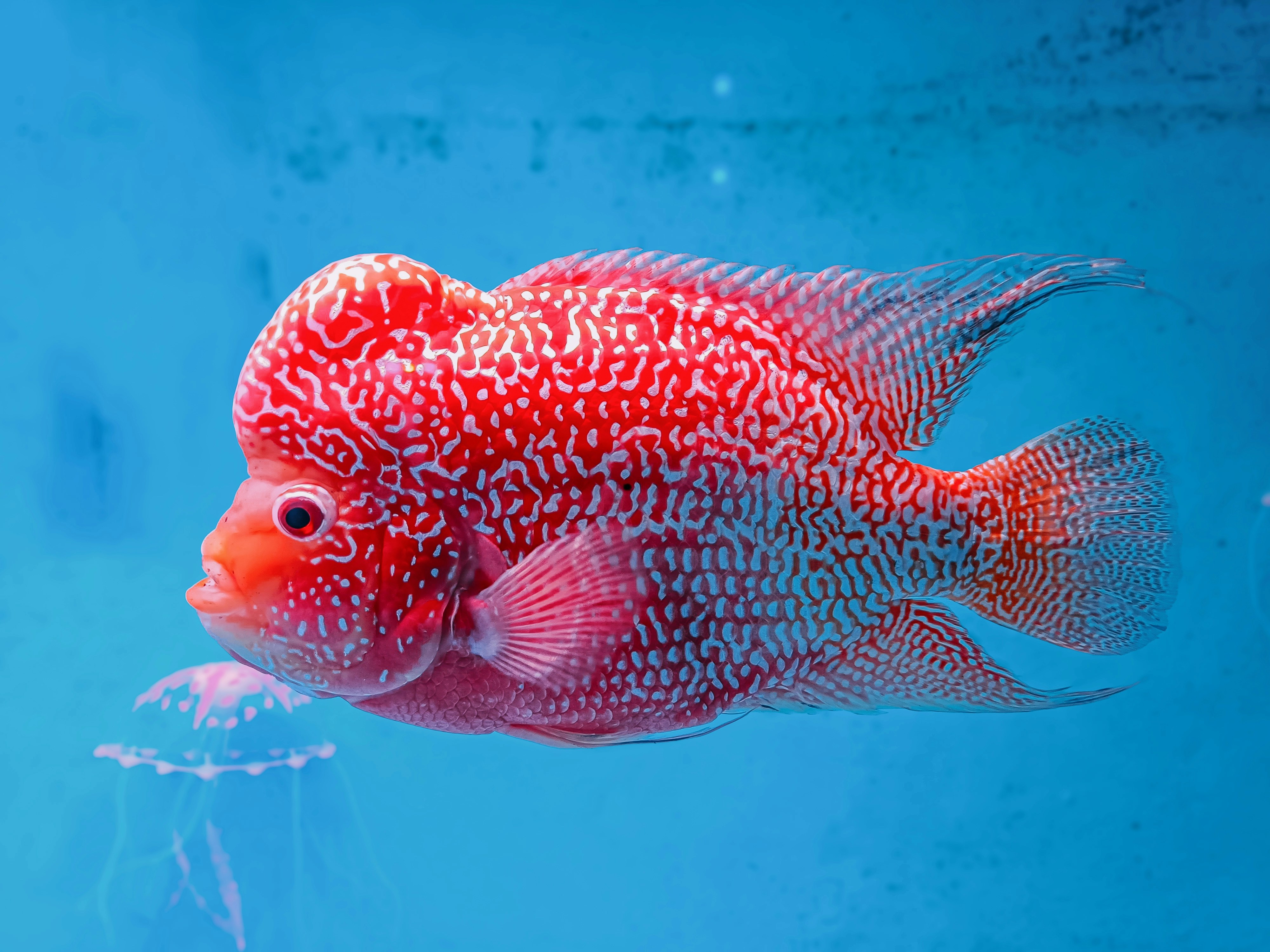 A red and white flowerhorn fish swims in blue water.