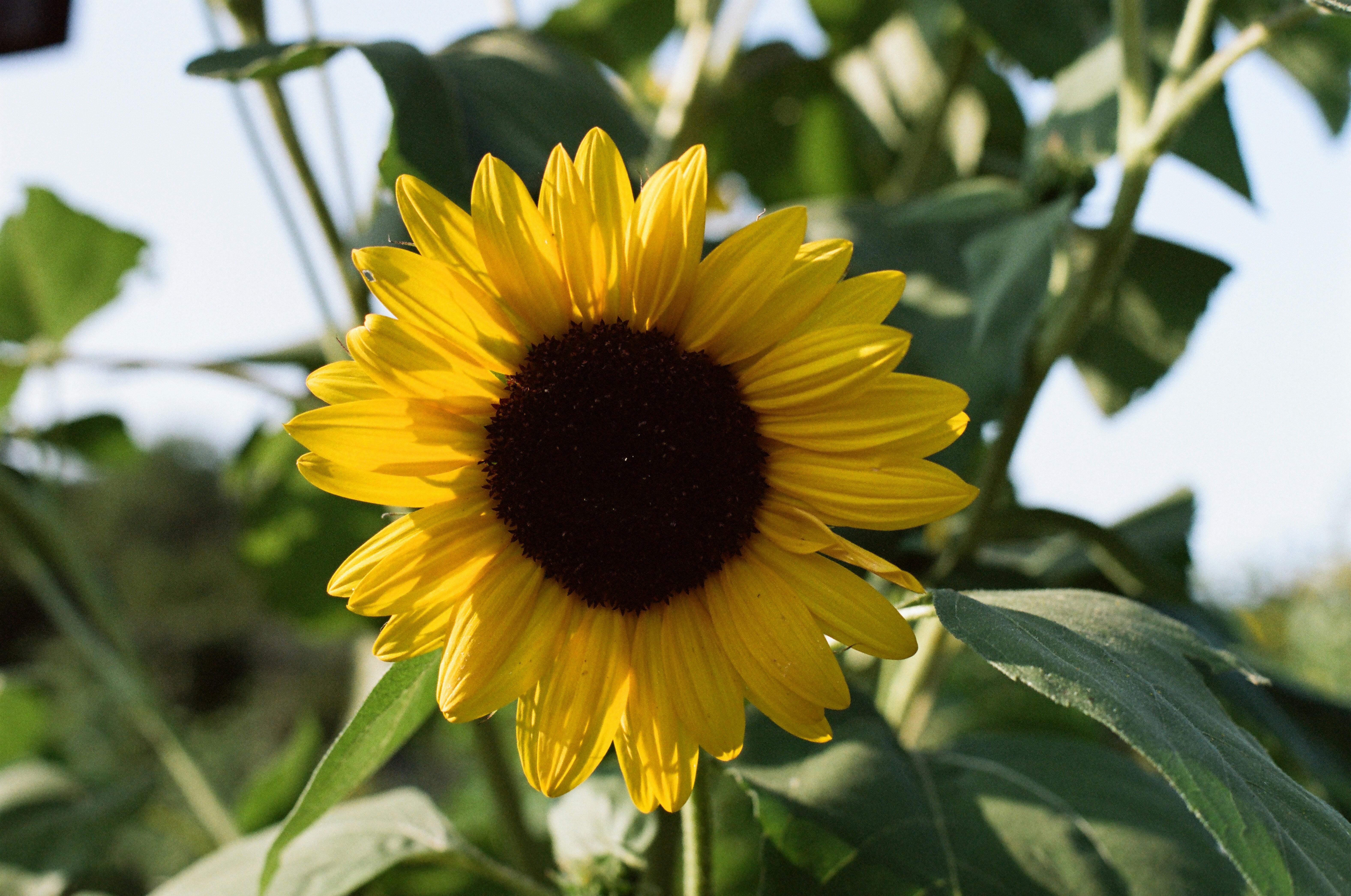 Photo by theolaflamme