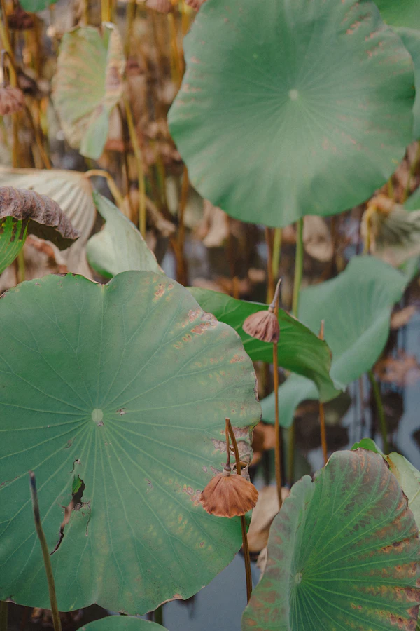 Large dried green lotus leaves