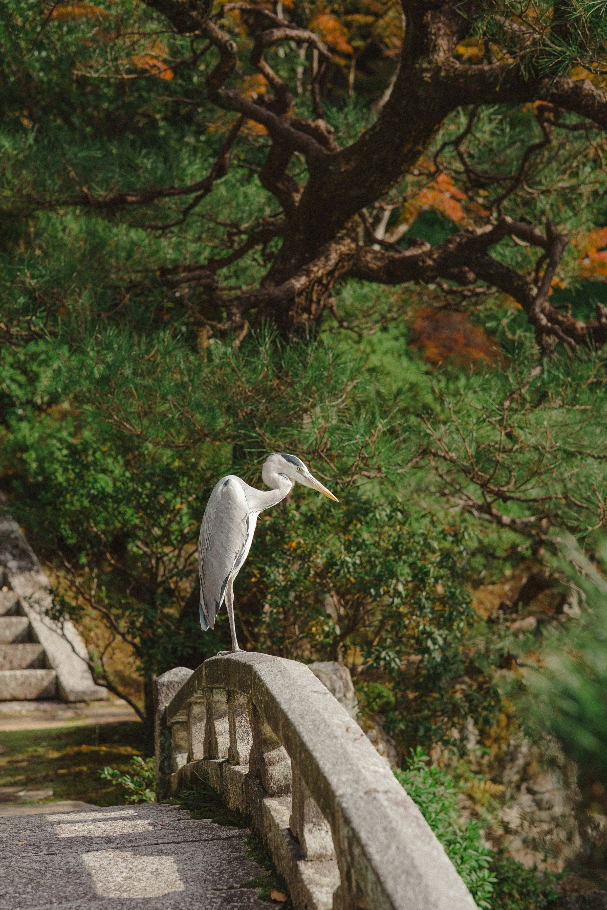 A heron stands on a stone bridge in a garden.