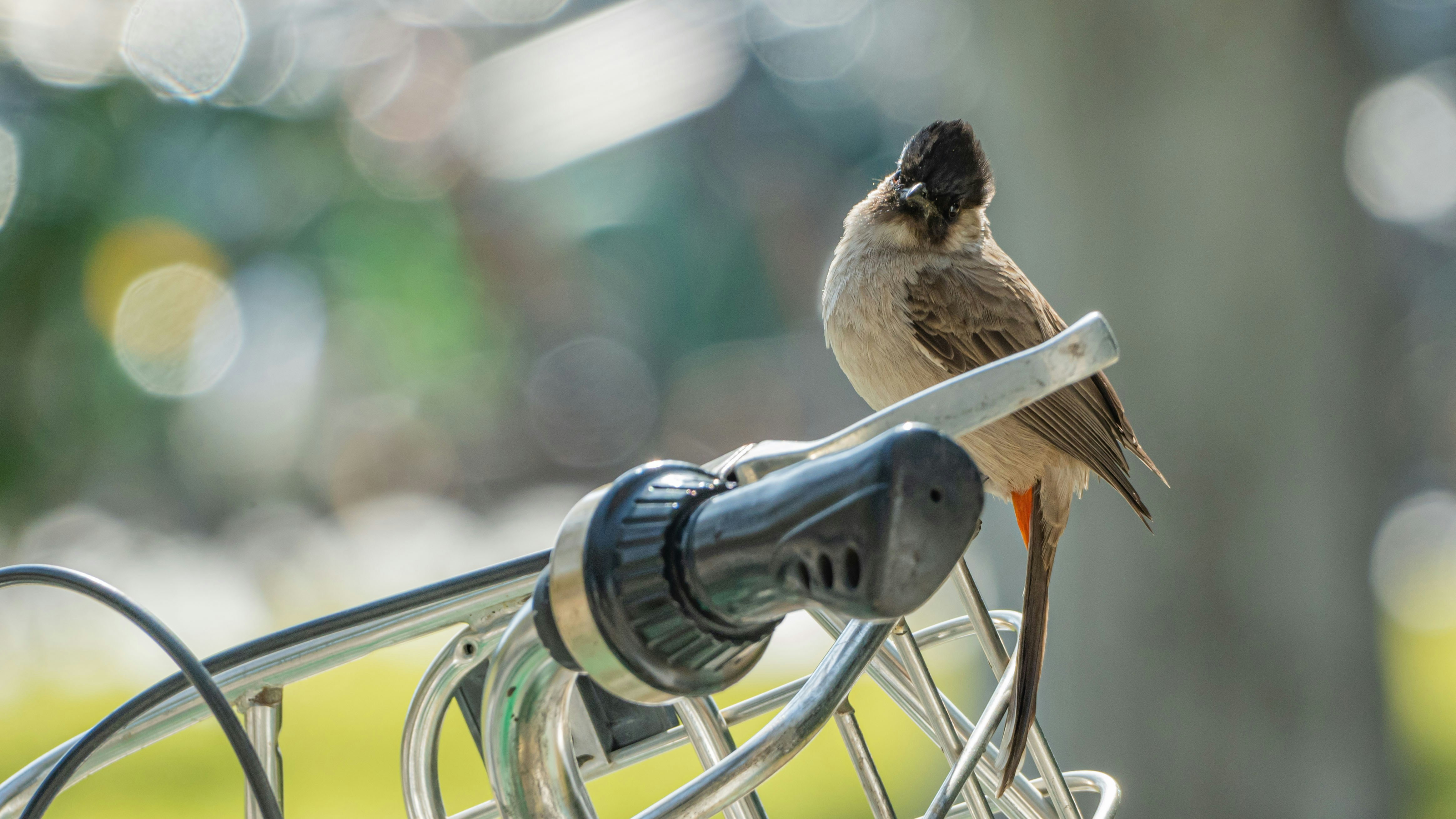 9 Backyard Bird Watching Tips for Comfortable Rainy Weather Viewing
