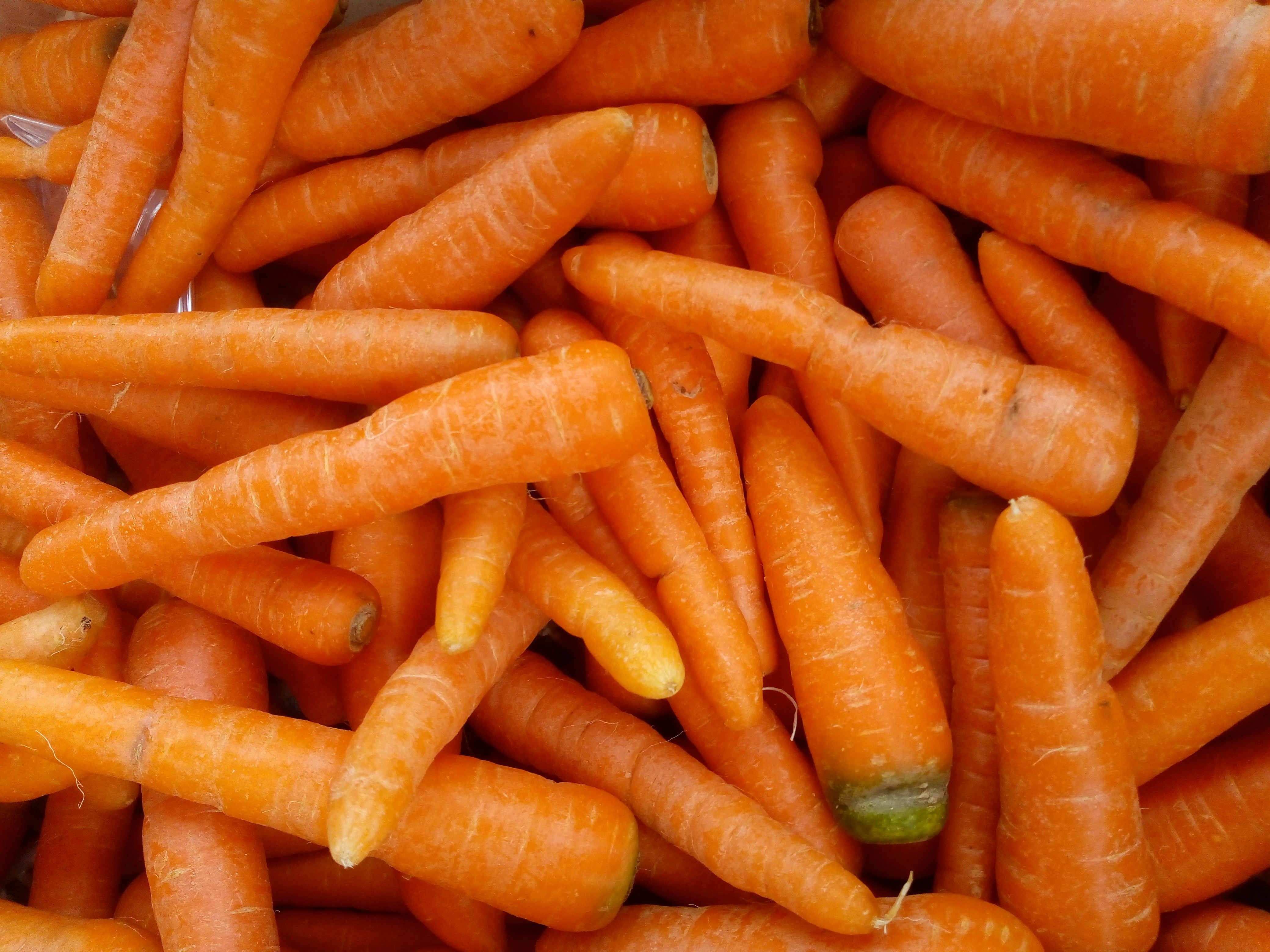 Debunking the Myth: Are Carrots Bad for You or a Nutritional Powerhouse?