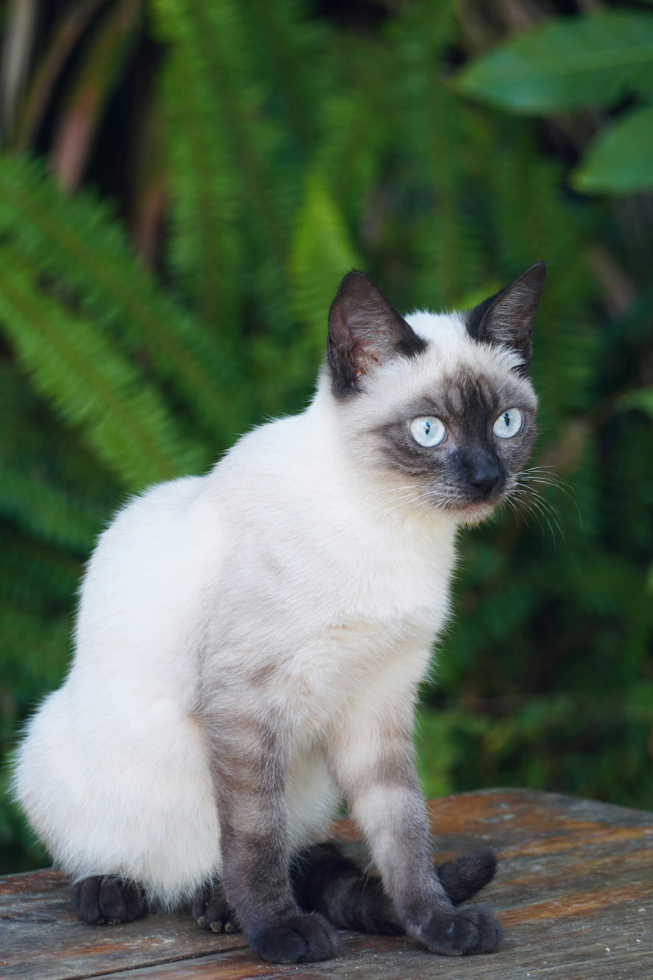 A siamese cat with blue eyes sits outdoors.