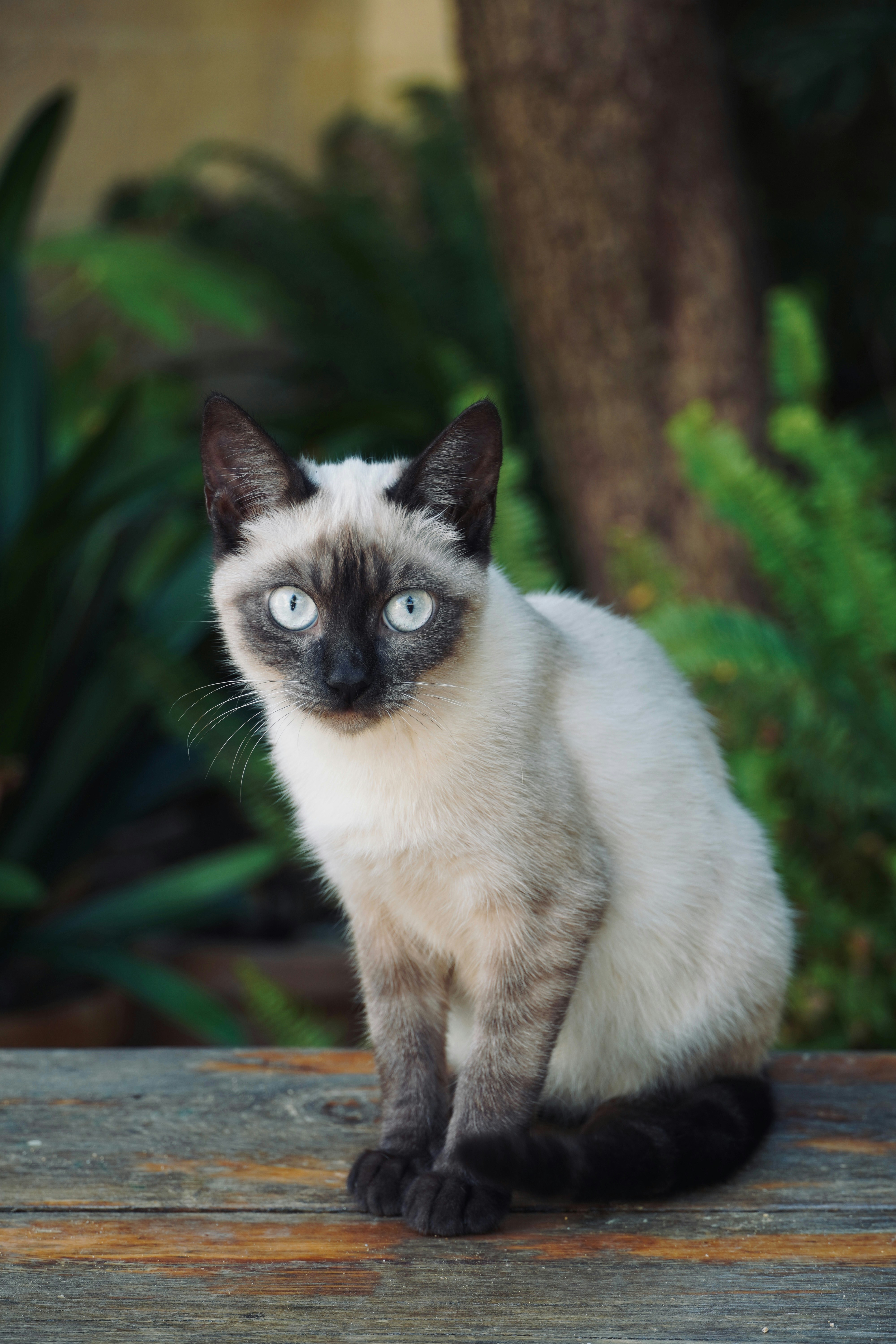 A siamese cat sits on a wooden surface outdoors.