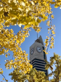 Clock tower seen through bright yellow autumn leaves.
