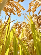 Golden rice stalks against a clear blue sky