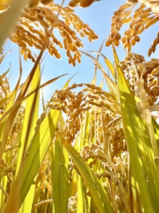 Golden rice stalks against a clear blue sky