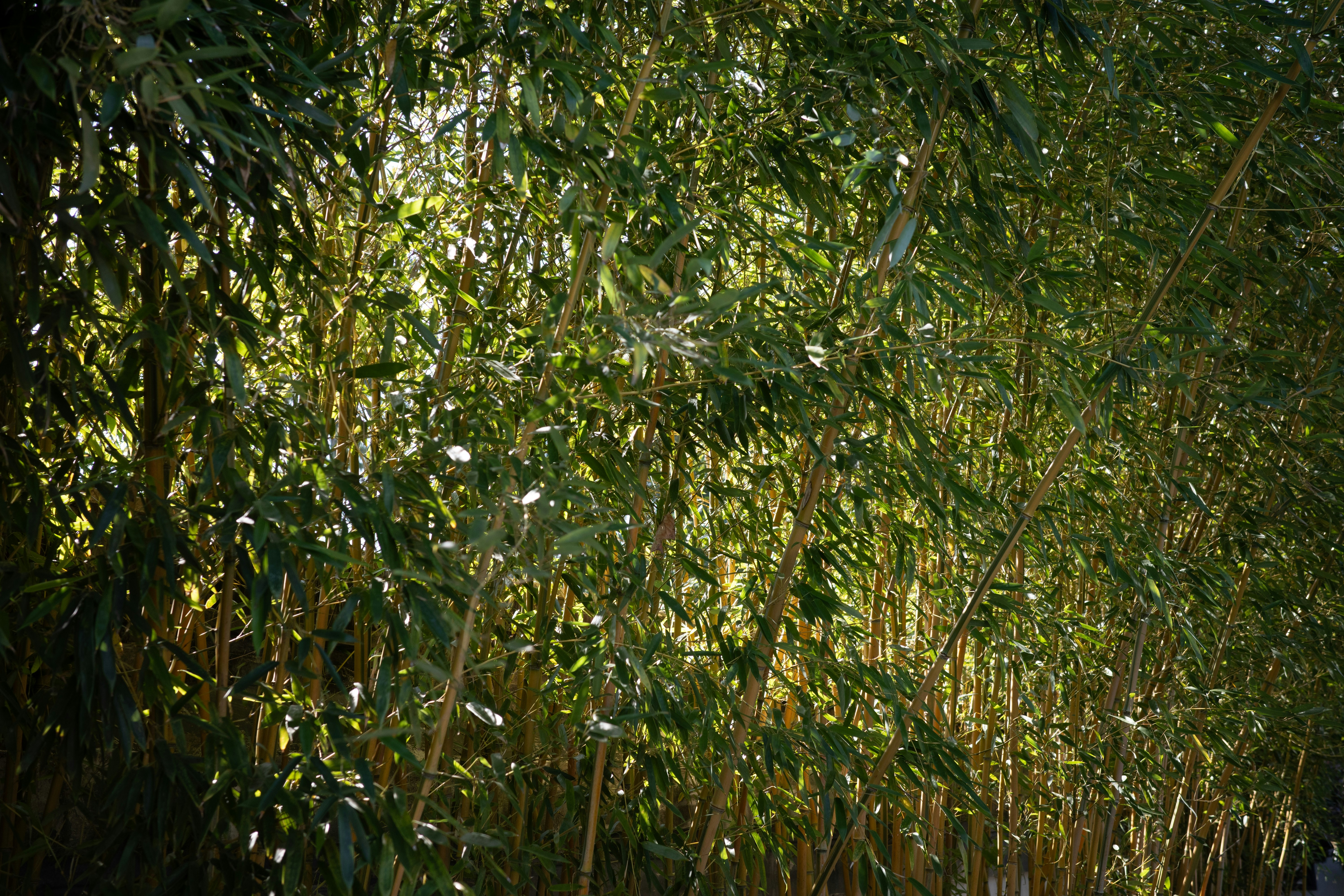 bamboo grove pathway tourists walking