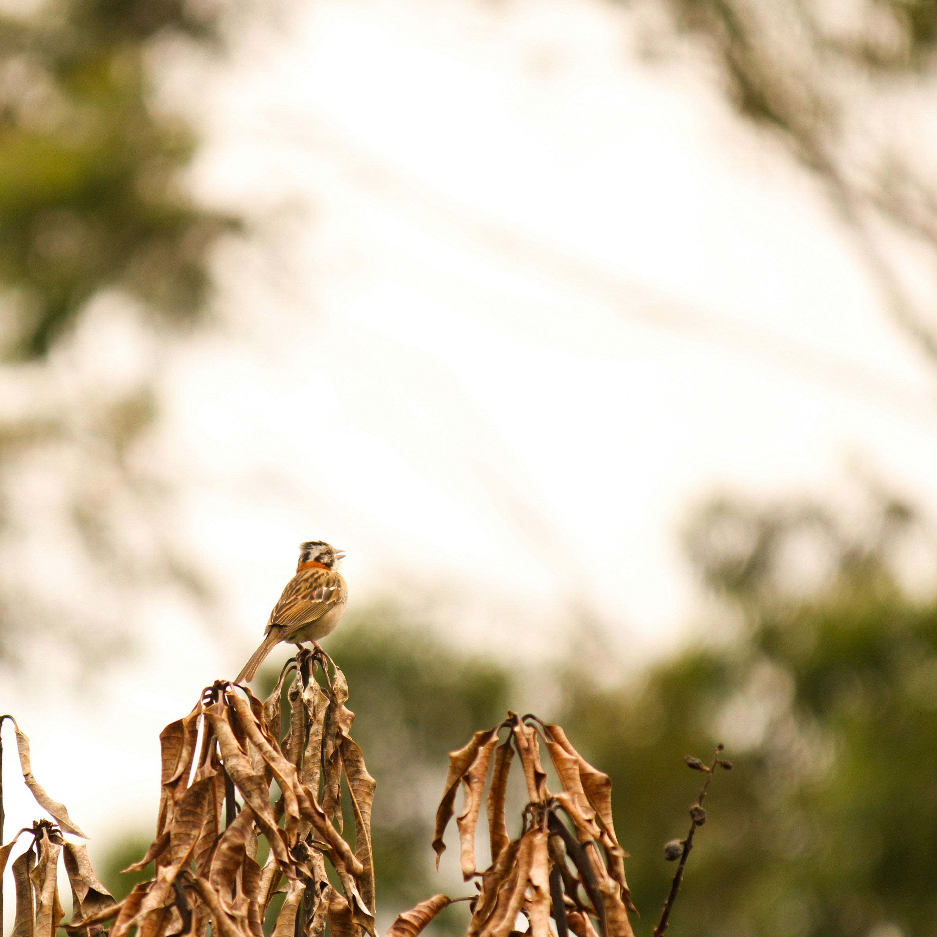 A small bird perched on a dry plant.
