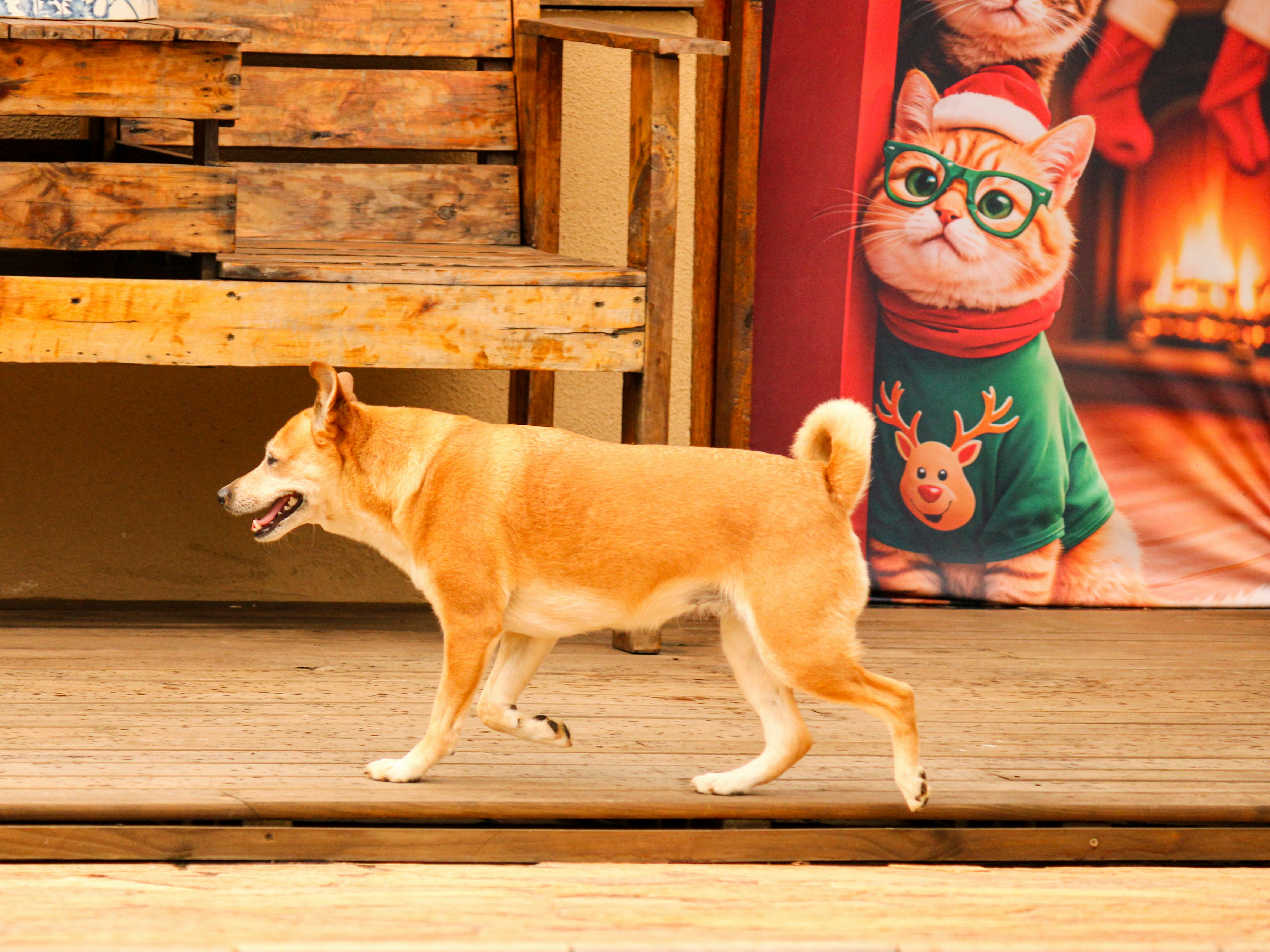 A dog walks past a festive cat decoration.