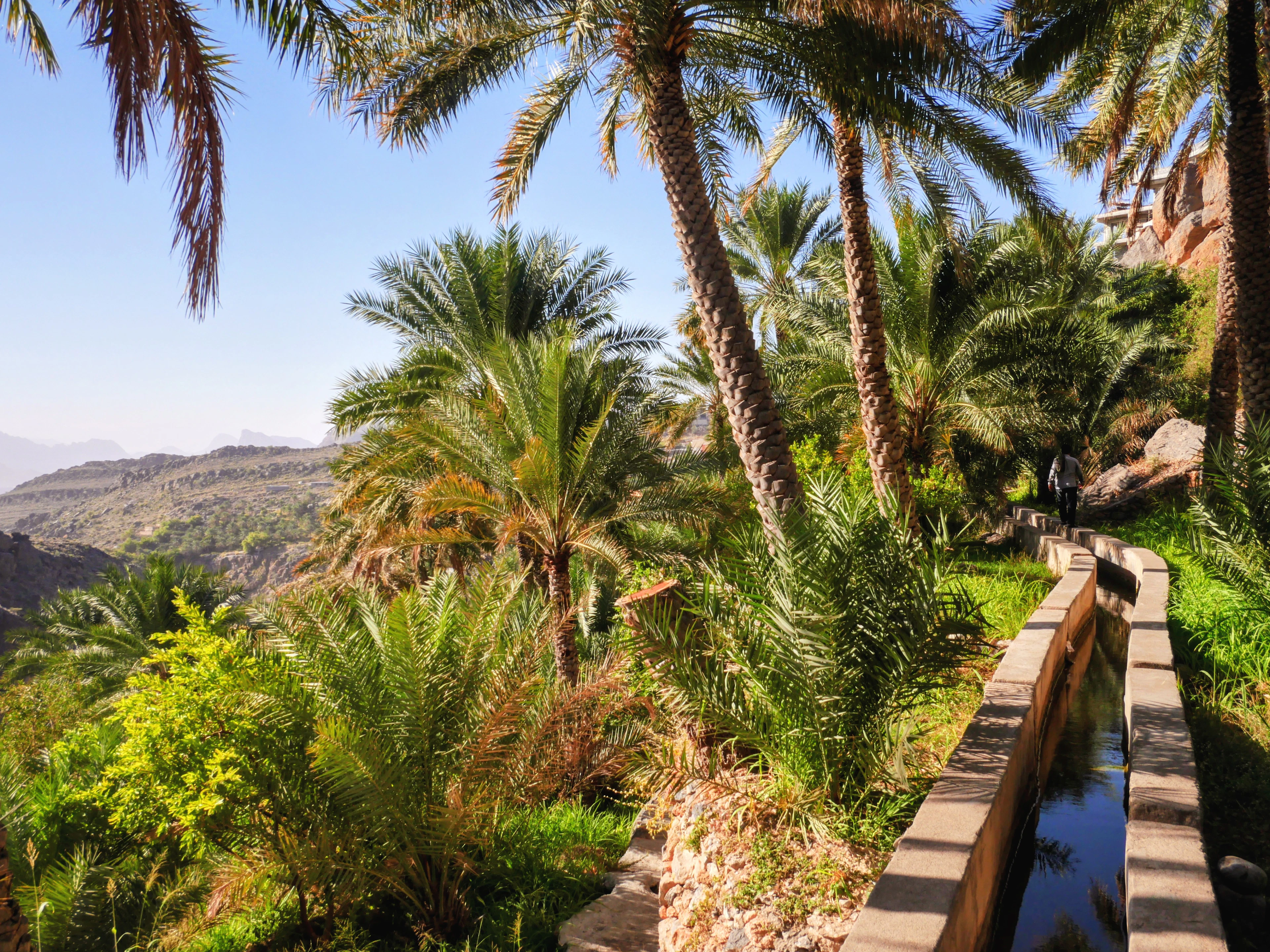 Palms and a falaj water channel above the valley in the village of Misfat al Abriyin, Hajar Mountains