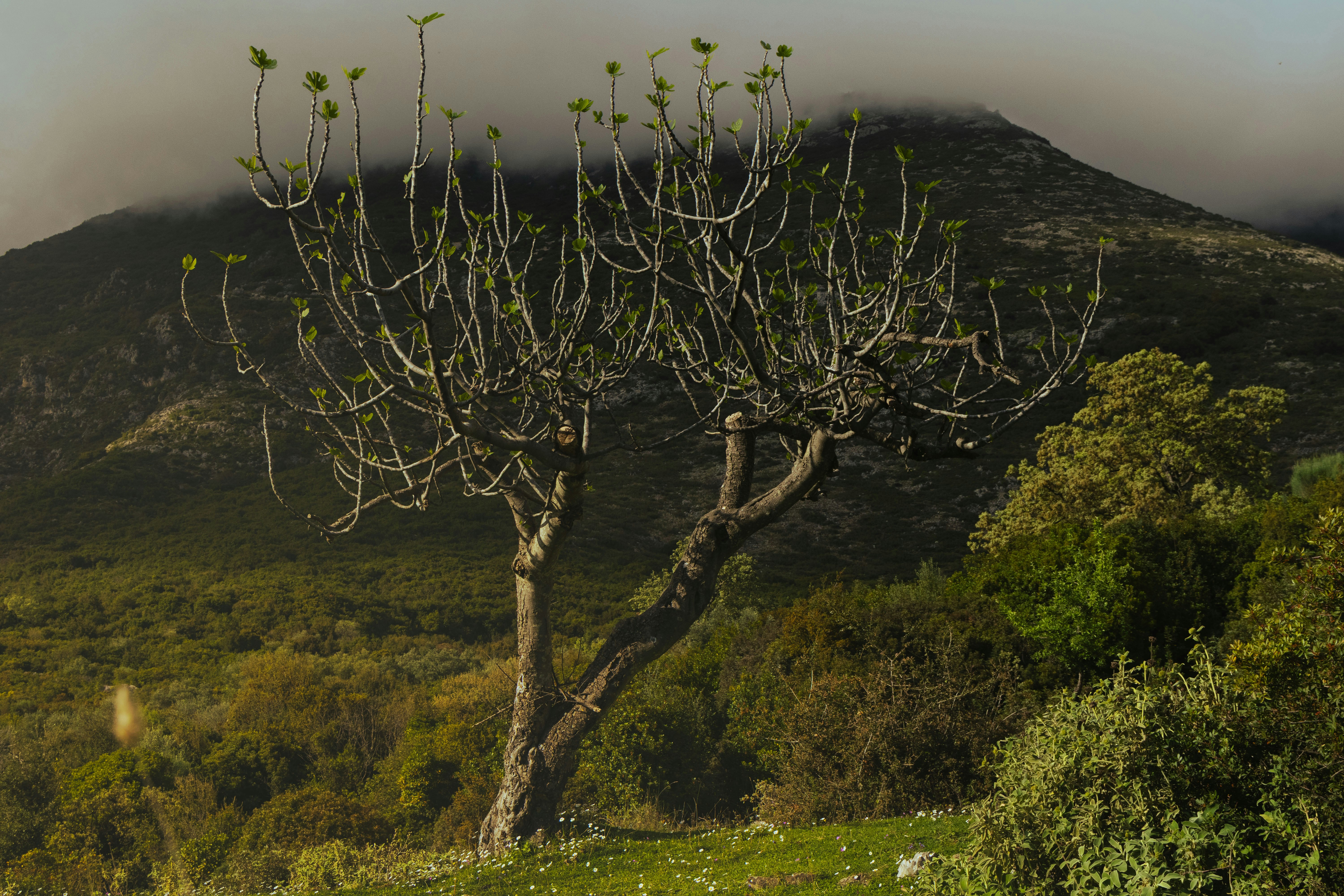 Bare tree stands on a grassy hill with mountains behind.