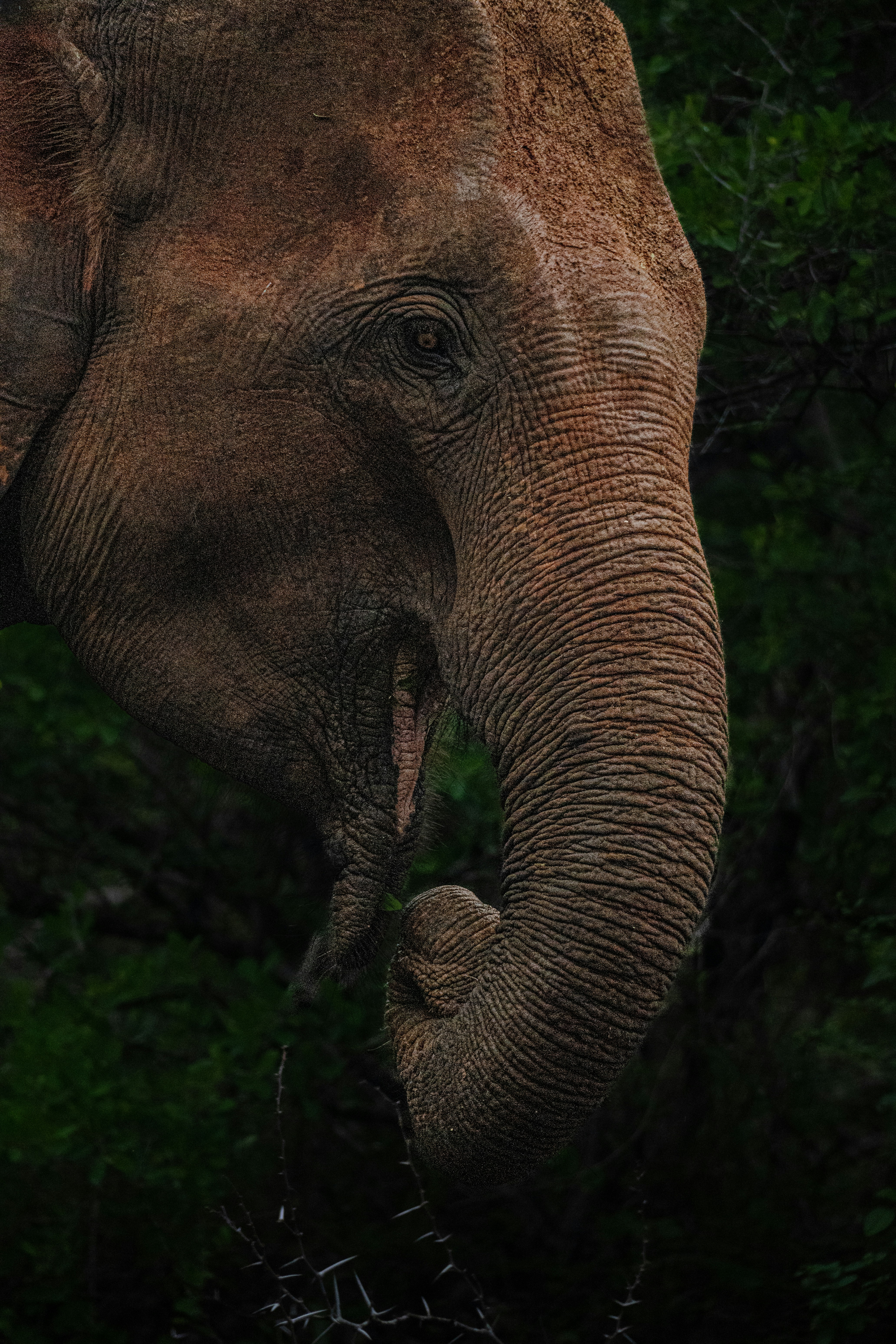 Primo piano della testa e della proboscide di un elefante